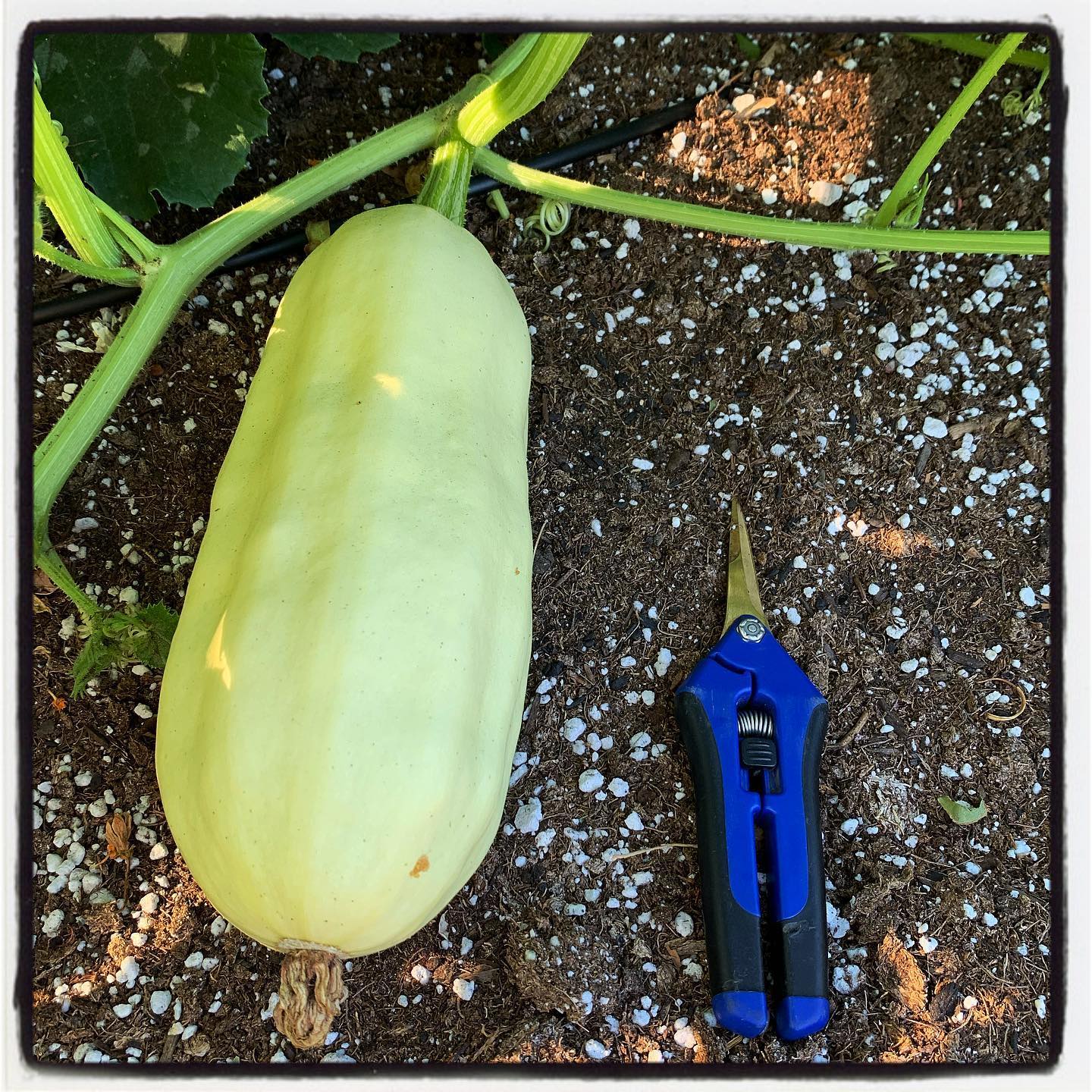 Spaghetti squash growing very well so far! Fed the garden some of our Compost Tea to help release more nutrients in the soil. #oto #growyourown #organic #squash #garden #gardenchat #gardening #greenthumb