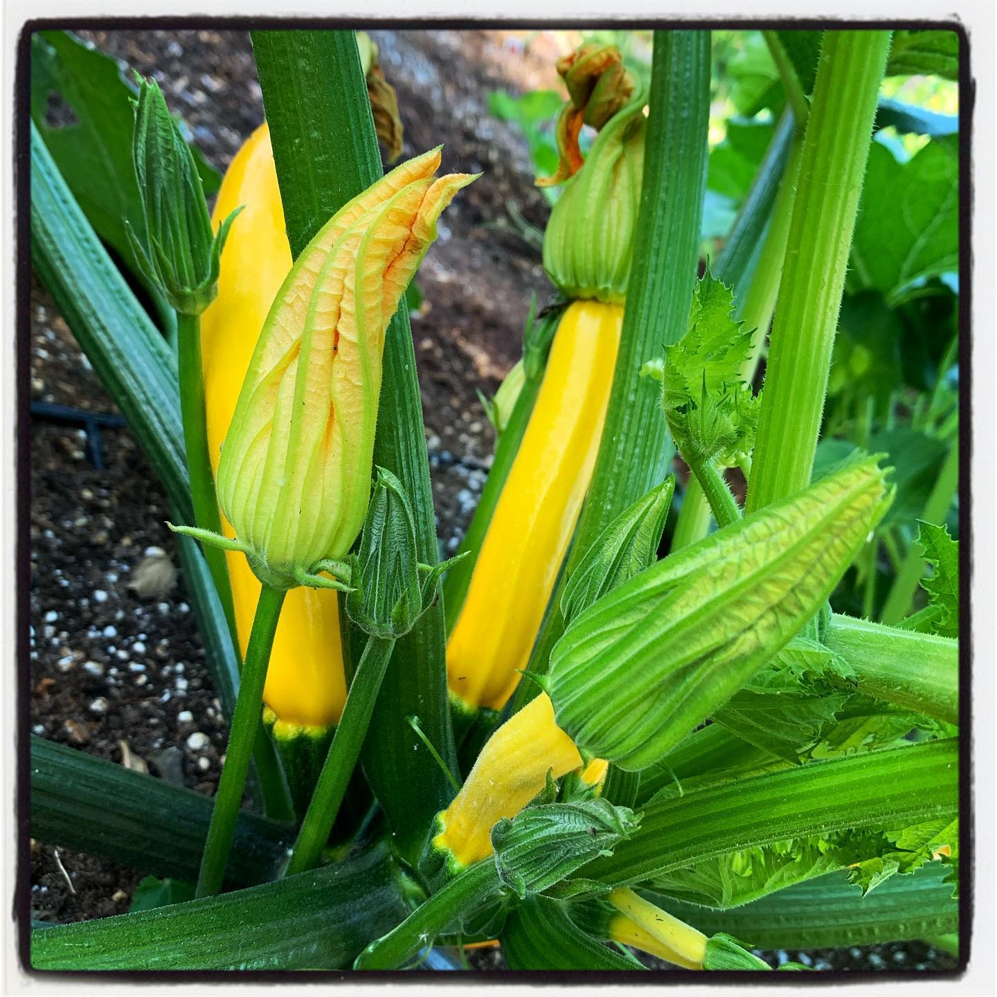 Loving these vibrant colors in this squash! #oto #growyourown #organic #squash #garden #gardening #gardenchat #greenthumb