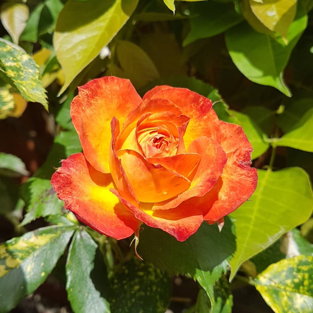 Just in case you're all getting tired of seeing quilts I thought I would share this beautiful orange rose from my garden 🧡
#roses #rosesareorange #notaquilt #ilovespring #flowersinbloom #mistymountainstudio #longarmquilter #quiltersinvictoriabc #canadianquilter #quiltersofinstagram #quiltersgottaquilt #mistymountainvictoriadotcom