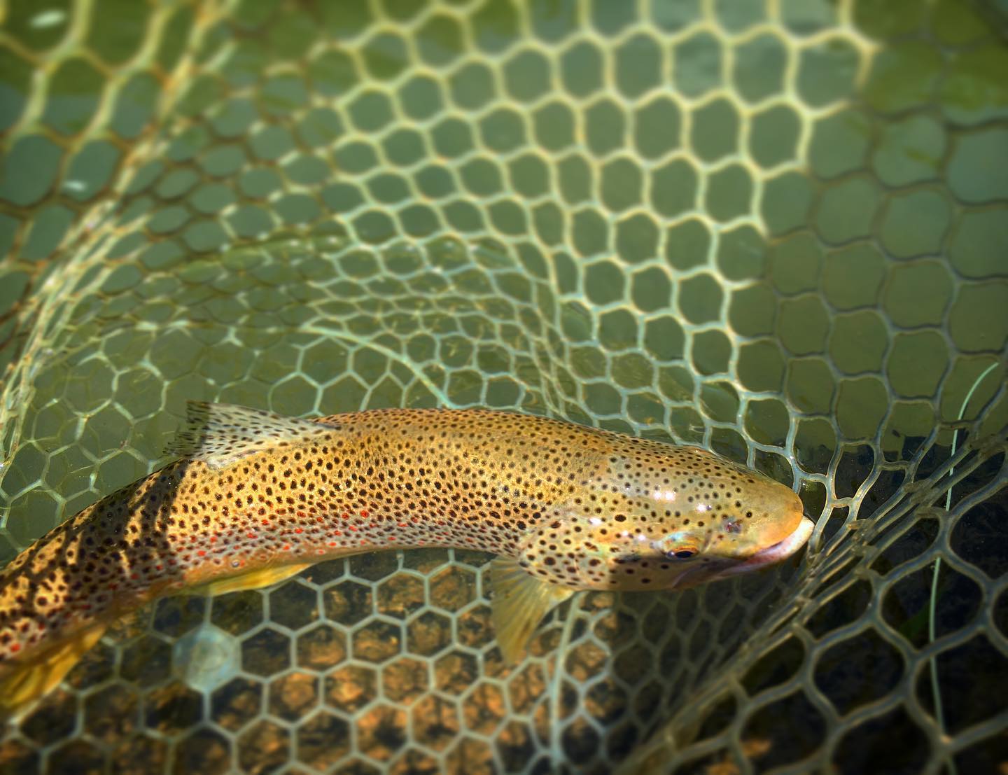 Spring creeks in the #shenandoahvalley are in great shape. #trout #shenandoahvalleyflyfishing#rainbowtrout #browntrout #springcreek #flyfishing #fishing #vaflyfishing
