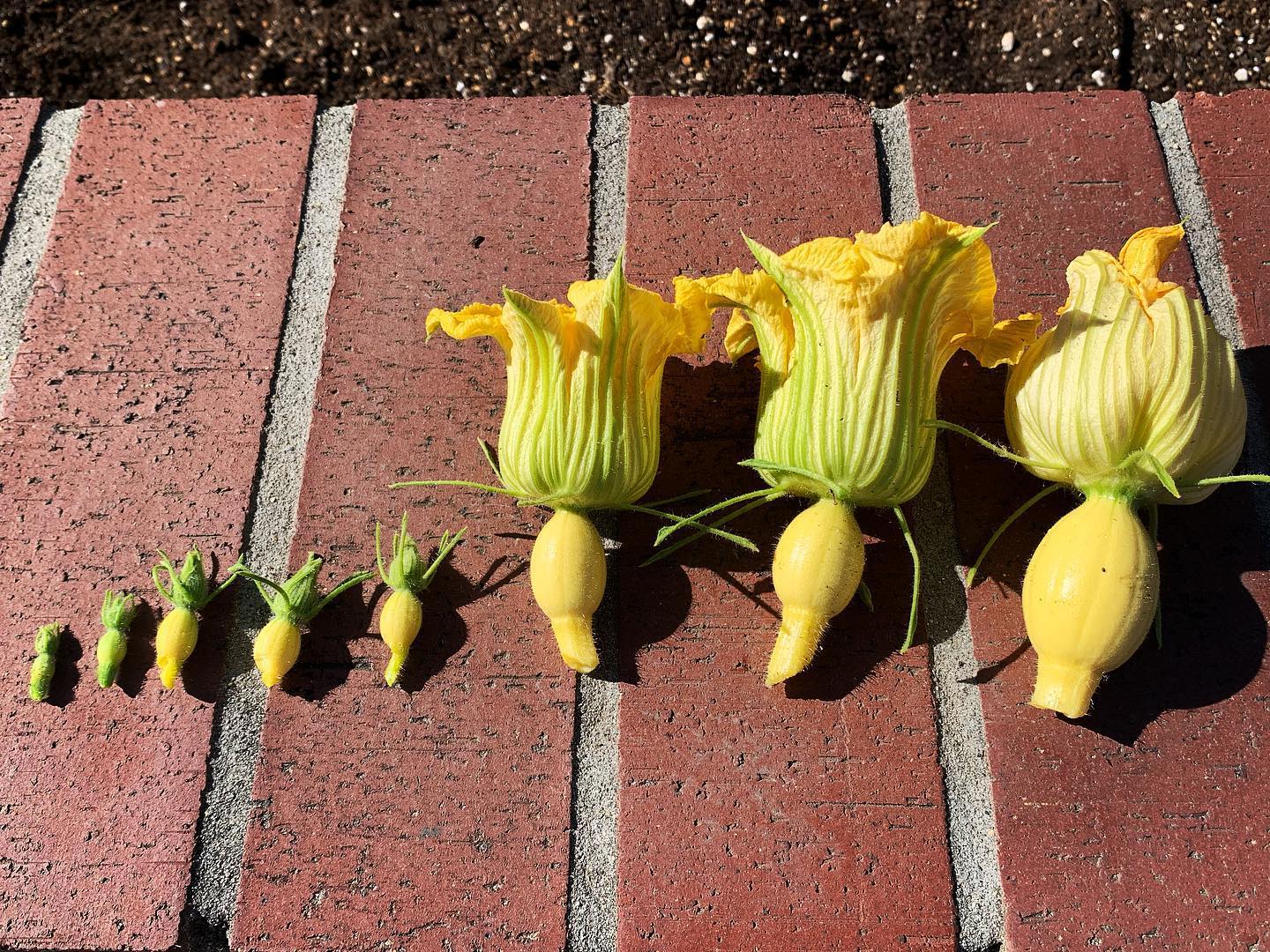 Pruning off all these baby pumpkins on our giant pumpkin patch. Love seeing the progression of the growth! #oto #growyourown #organic #giantpumpkin #gardwn #gardenchat #gardening #greenthumb
