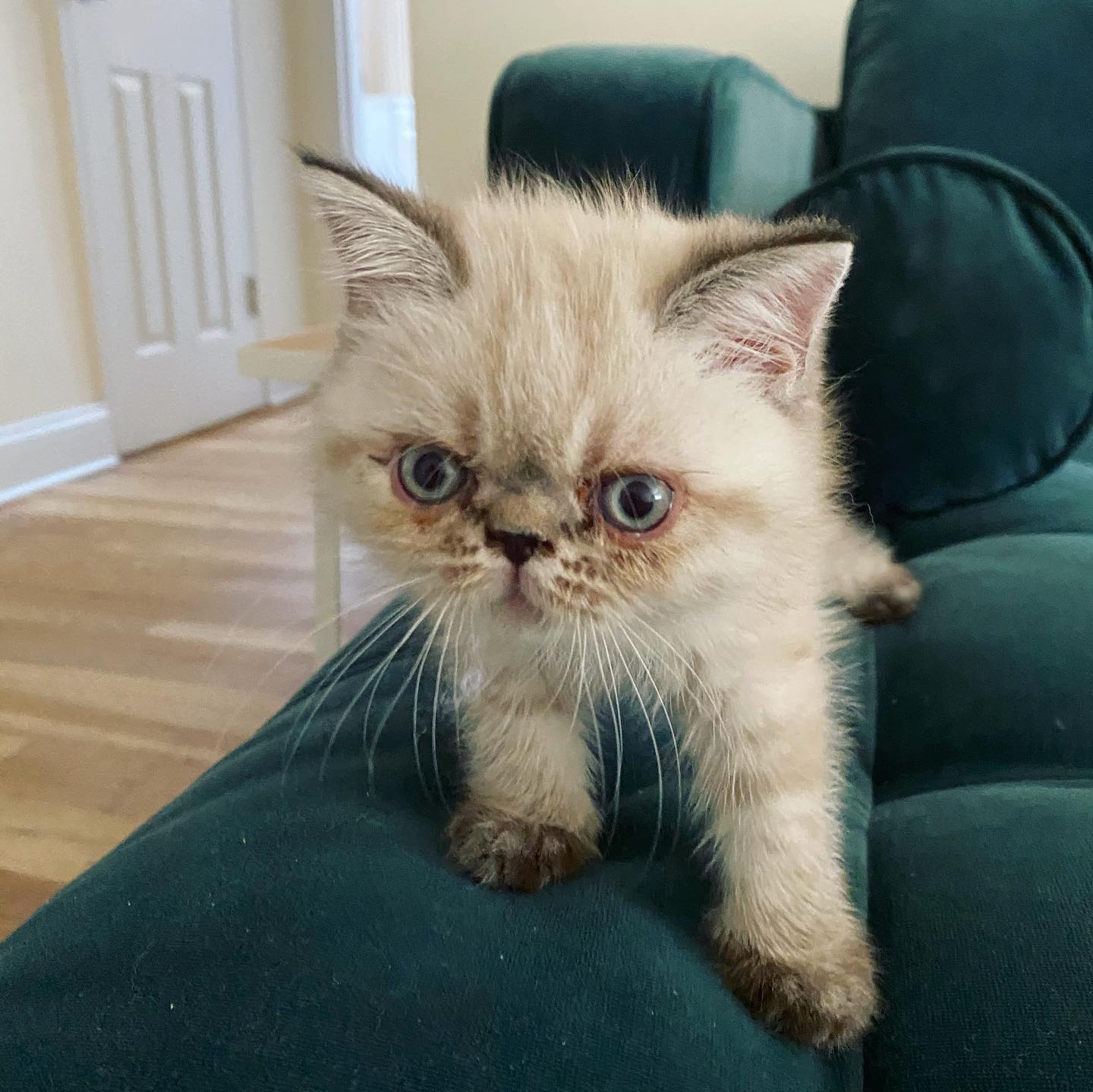 Meet Penelope Garcia Madaris! Aka Penny. Named after my favorite Criminal Minds character, which has been my quarantine go-to show. The last couple of vids will explain why these photos aren’t better...