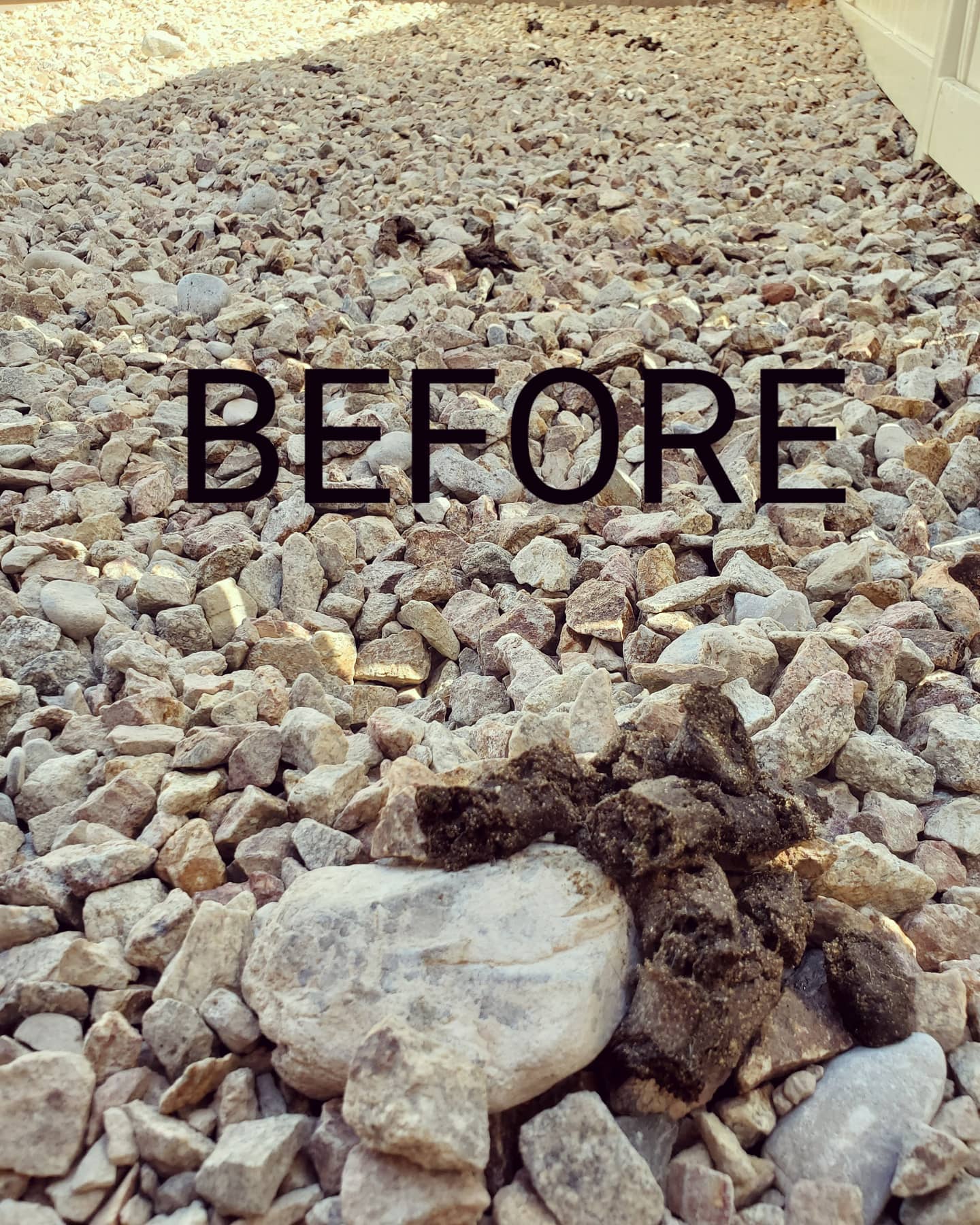 Don't just throw it away TURD IT AWAY!
• Eco-Friendly pooper scooper service • Complete Dog Waste Clean Up & Haul Away
• Scent Relief
• Biodegradable products
• Fecal matter testing (optional)
Call now for a #freeestimate #7024620050 #pooperscooperservice #turditaway #fecalmatter #poop #dogpoop #catpoop #poopoo #caca #turd #haulaway #cleanyard #healthy #feces #environmentalhealth #cleanenvironment