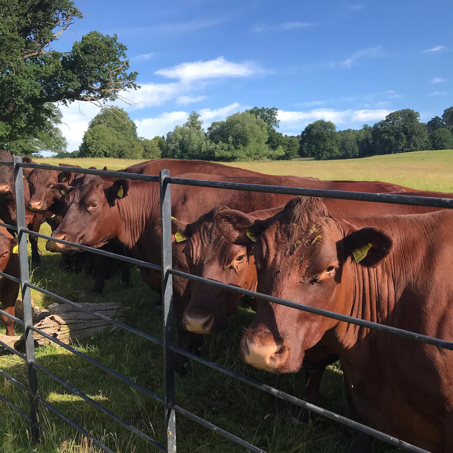 Loved seeing this chap and his lasses while out for some summer sun! 🐮
🏃🏽♀️Running gives a short term boost to your mood thanks to endorphins, helps to relieve stress and improve sleep, how lovely! 😀.......... #running #runnersofinstagram #runforfun #runformymind #physiotherapist