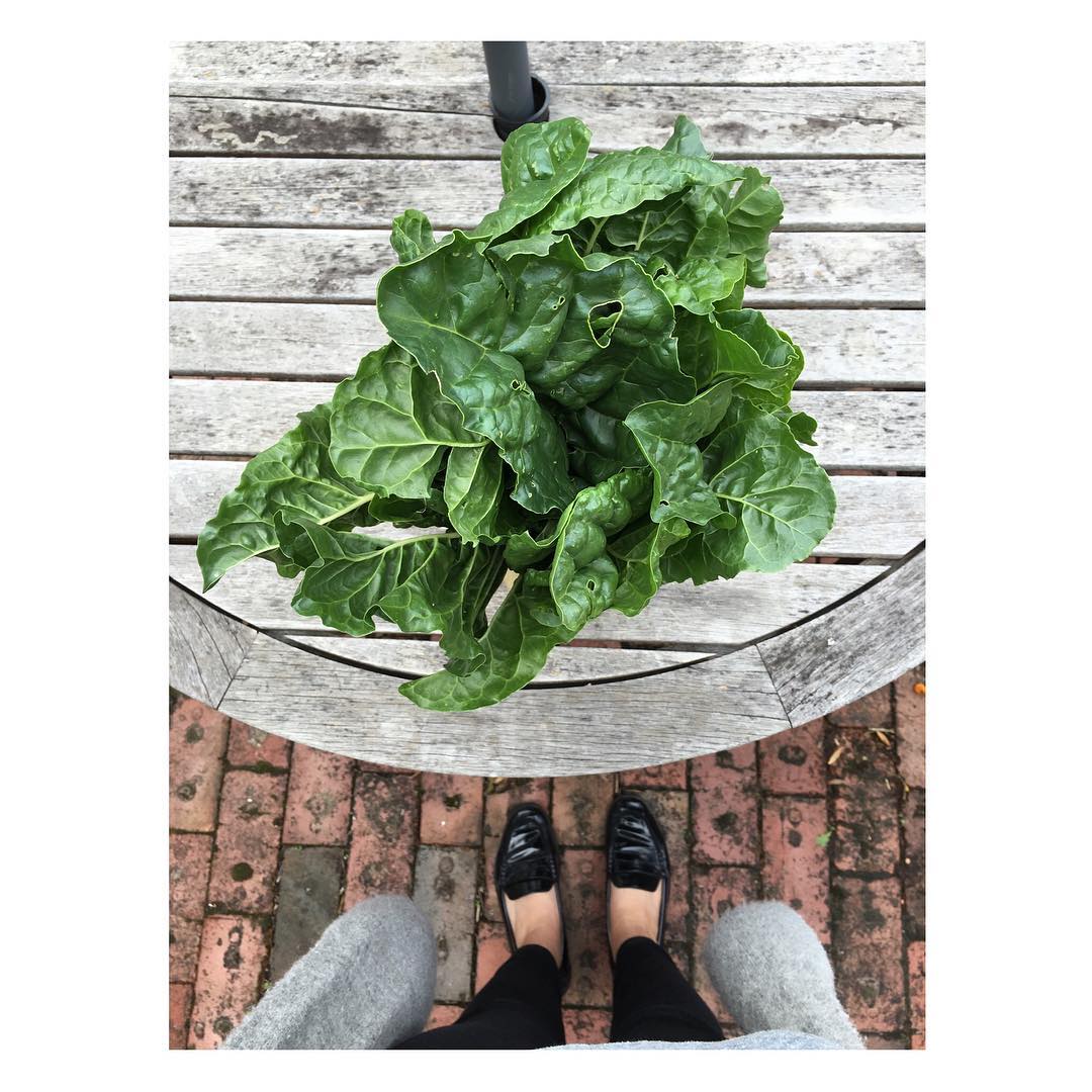 This mornings spinach haul, home grown in the veggie patch.
<SPINACH>
Is packed full of fibre, antioxidants, vitamins and minerals - including vitamin E, vitamin C, non-haem iron and magnesium 💚