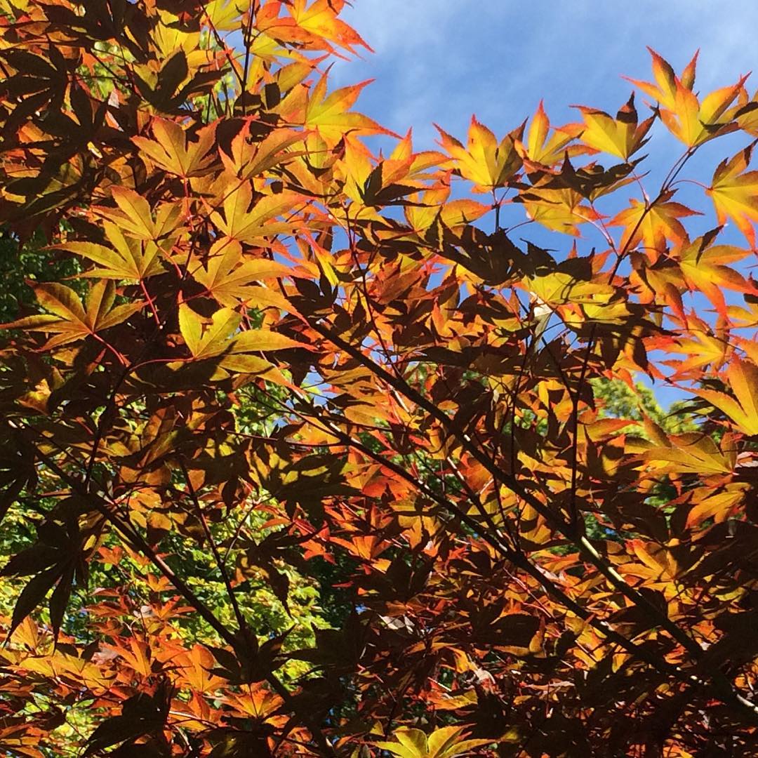 Making raspberry pies for winter savouring, looked up & saw how beautiful the leaves looked with noon light filtering through. There is a quilt all set to make