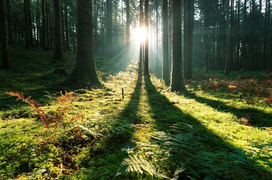 🔍 Astuce pour lutter contre l'acidose métabolique :
🤔 L'aci... quoi ? L'acidose est une accumulation excessive d'acides dans le sang. Le pH devient alors inférieur à 7,38, (la norme est comprise entre 7.38 et 7,42). Elle est due soit à une production excessive d'acides par l'organisme, soit par une élimination insuffisante de ces acides par les reins.
Quels sont les symptômes ? Fatigue, états inflammatoires chroniques, douleurs abdominales, difficultés respiratoires, nausées, vomissement, problèmes circulatoires (extrémités froides...)
Pourquoi déclenche t-on une acidose ? Le stress récurrent, la mal bouffe, le manque de sommeil, mauvaise oxygénation, excitants (tabac, café, alcool, drogue).
Nous en venons donc au comment réguler !
- Mangez équilibré et de saison en privilégiant le bio et le local en limitant la viande rouge, le sucre et les produits laitiers. 🥗
- Marche dans la nature avec une pleine conscience respiratoire va aider à oxygéner les cellules et ainsi réduire le stress (attention aux chasseurs…) 🌳
- l'humour, la joie, la détente, la pratique de techniques corporelles (venez me voir) 🤣
- Les derniers études ont montrées qu'une consommation journalière de thé blanc rééquilibrait l'acidité du terrain. Veillez à sélectionner votre thé. Achetez-le en vrac, ne le prenez pas aromatisé (on peut faire l'analogie avec le coca-cola dans un nuit Saint-Georges 2017, ça ne se fait pas...) 🍷
- Toutes les huiles essentielles vous amèneront un état rééquilibrant du terrain, privilégier l'aromathérapie pour vous soigner les bobos du quotidien aura donc un double effet. 🩹
Merci de m'avoir lu 🙏
http://keiko-shiatsu.com
#keikoshiatsu #shiatsulyon #bienetrelyon #doinlyon #aromatherapielyon #massagelyon #santenaturelle #huileessentielles #energetiquechinoise #medecinechinoise #acupression #developpementpersonnel #sérénité #psychologiepositive #moonclublyon #formationaromatherapie #holistique #soinénergétiquelyon #santementale