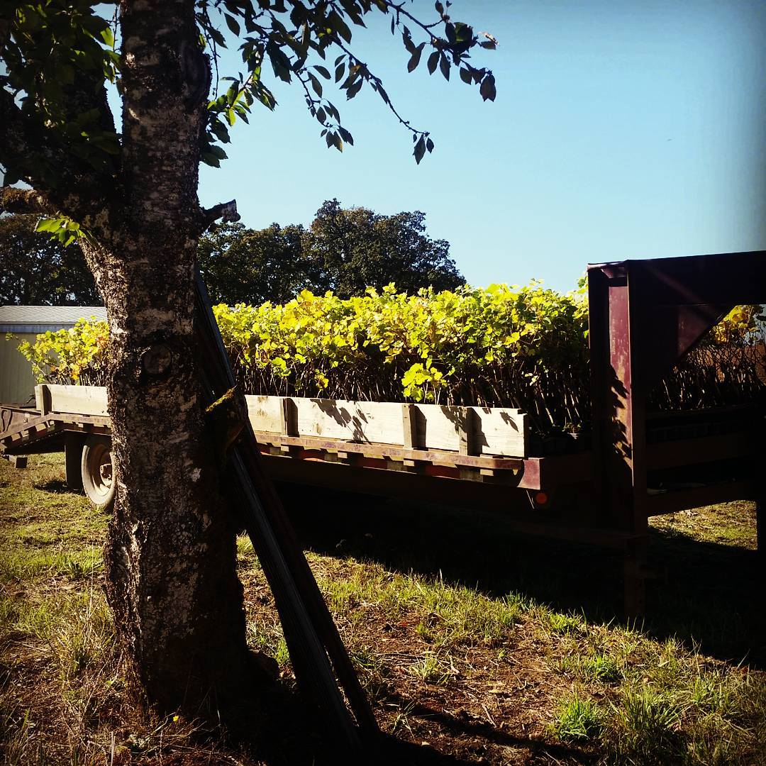 Fall 2016: A trailer full of plants