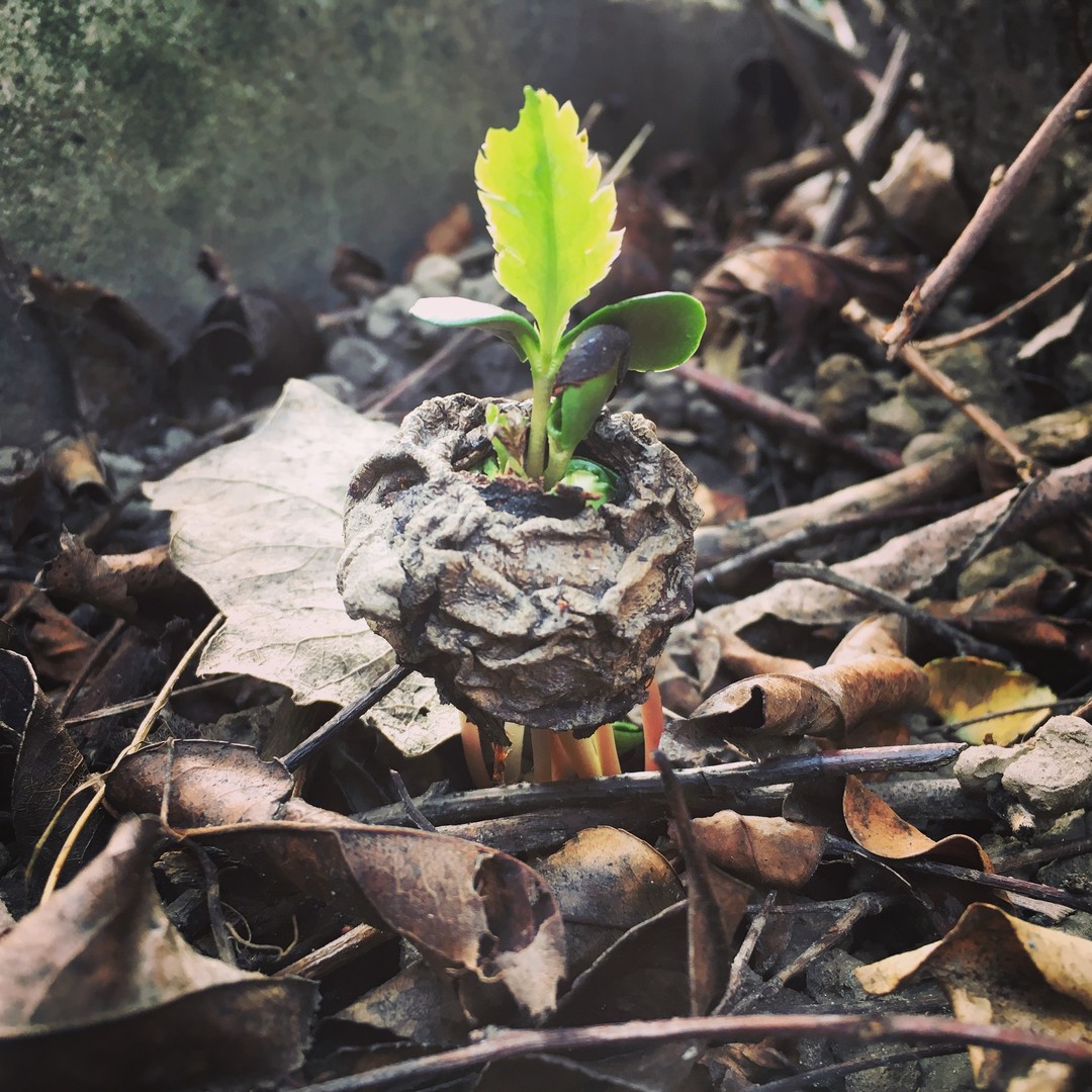 🌱 Je suis la dynamique Bois.
🌅 Je suis en relation avec le printemps, l’est, le vent, le matin, la couleur verte.
Ma phase évolutive est la naissance de toute chose, comme la jeune pousse qui sort du sol, c’est notre énergie, qui a hiberné pendant l'hiver qui s’extériorise et qui sort des profondeurs.
👁 La médecine chinoise associe le mouvement Bois au Foie, à la Vésicule Biliaire, aux yeux, aux muscles et tendons (pour la tonicité et leur activité qui permet de mettre en mouvement nos objectifs).
🎨 Cette dynamique donne un esprit vif, l’imagination, la créativité (l’enfant s’appuie beaucoup sur le bois), la séduction et un besoin de reconnaissance pouvant aller jusqu’à la manipulation.
😡 Lorsque le Bois est en excès la personne sera souvent en opposition et colérique, mais en vide elle sera d’une grande timidité, s’effacera facilement et manquera de courage.
Merci de m'avoir lu ⛩
http://keiko-shiatsu.com
#santementale #keikoshiatsu #shiatsulyon #bienetrelyon #doinlyon #aromatherapielyon #massagelyon #santenaturelle #huileessentielles #energetiquechinoise #medecinechinoise #acupression #developpementpersonnel #sérénité #psychologiepositive #moonclublyon #formationaromatherapie #holistique #soinénergétiquelyon #santementale