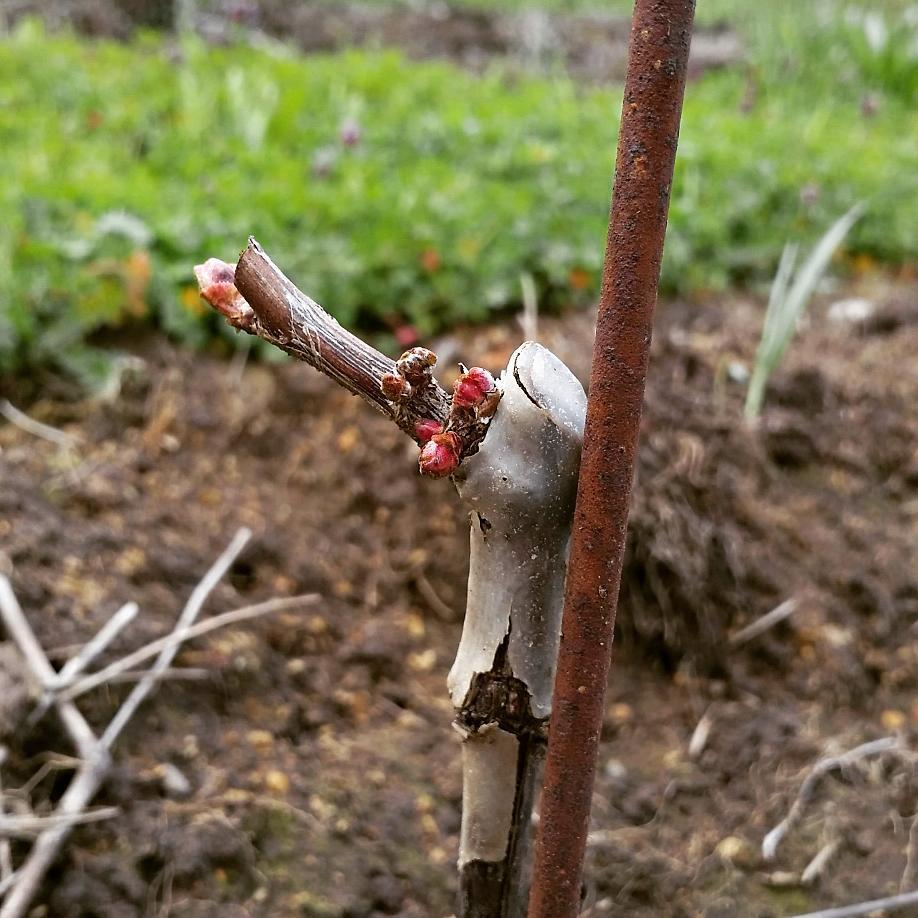 Bud break is upon us, and so our first growing season begins!
