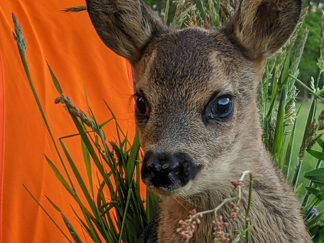 Es ist wieder "Mähwetter". Die Anfragen zur #rehkitzsuche stapeln sich für die nächsten Tage. Heute morgen waren wir auch schon wieder mit mehreren Teams in der #regionhannover unterwegs. Insgesamt konnten wir so rund 60 Ha Wiesenfläche abfliegen und dabei weitere 7 Kitze vor dem Mähwerk retten.
Wichtig:
Bitte Flächen unbedingt unabhängig vom Mahd-Termin möglichst früh bei uns anmelden, damit wir die Einsätze optimal koordinieren können.
www.rehkitzrettung-hannover.de