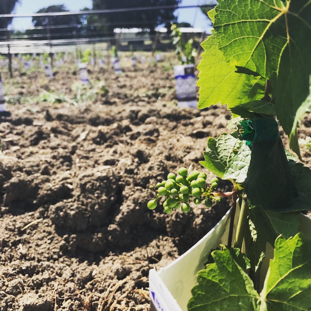 Look what we have here! First cluster?