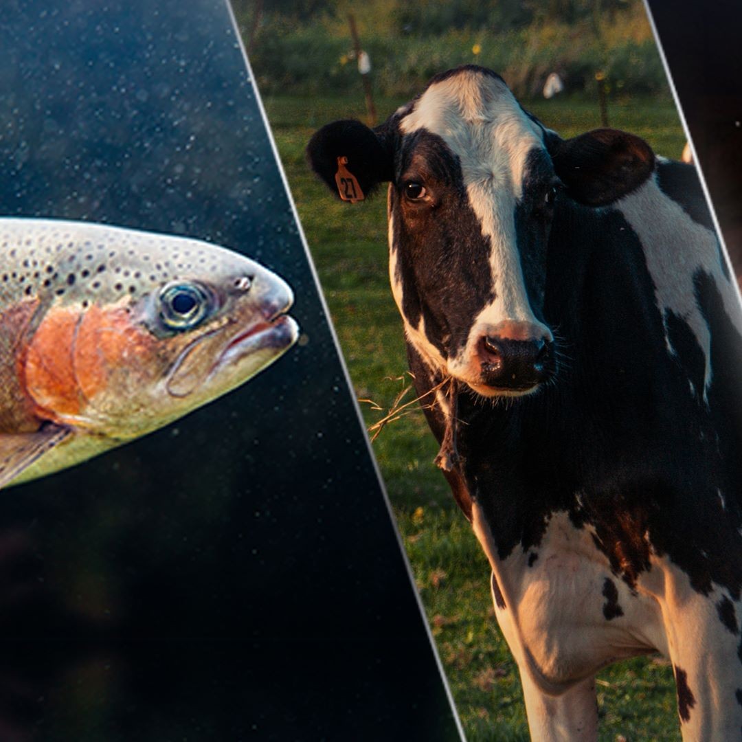 7° CONGRESO DE AUPA - 14 y 15 de diciembre de 2021.
Este congreso se enmarca dentro de la conmemoración por los 25 años del primer congreso desarrollado en 1996. Los esfuerzos por llevarlo a cabo en este contexto particular, busca otorgarle el valor histórico que corresponde y reivindicar nuestro compromiso originario; seguir contribuyendo al fortalecimiento de la producción animal de los países de Latinoamérica y el Caribe.
En esta oportunidad, la Asociación realizará el congreso en modalidad virtual. Para eso, hemos creado una plataforma web (www.aupa2021.com), donde los interesados podrán enviar presentaciones de trabajos científicos, que serán incorporado al sitio, y comprar tickets de ingreso para acceder a todas las exposiciones en vivo, materiales de interés y contenido audiovisual exclusivo.
Más adelante, y a través de este canal, iremos brindando más información.