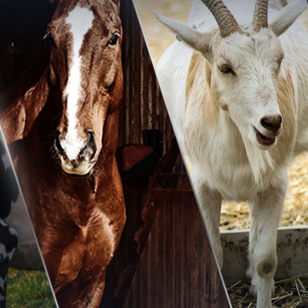 7° CONGRESO DE AUPA - 14 y 15 de diciembre de 2021.
Este congreso se enmarca dentro de la conmemoración por los 25 años del primer congreso desarrollado en 1996. Los esfuerzos por llevarlo a cabo en este contexto particular, busca otorgarle el valor histórico que corresponde y reivindicar nuestro compromiso originario; seguir contribuyendo al fortalecimiento de la producción animal de los países de Latinoamérica y el Caribe.
En esta oportunidad, la Asociación realizará el congreso en modalidad virtual. Para eso, hemos creado una plataforma web (www.aupa2021.com), donde los interesados podrán enviar presentaciones de trabajos científicos, que serán incorporado al sitio, y comprar tickets de ingreso para acceder a todas las exposiciones en vivo, materiales de interés y contenido audiovisual exclusivo.
Más adelante, y a través de este canal, iremos brindando más información.