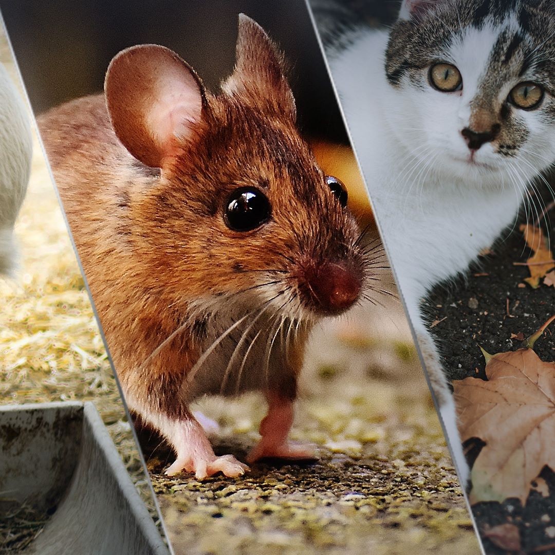 7° CONGRESO DE AUPA - 14 y 15 de diciembre de 2021.
Este congreso se enmarca dentro de la conmemoración por los 25 años del primer congreso desarrollado en 1996. Los esfuerzos por llevarlo a cabo en este contexto particular, busca otorgarle el valor histórico que corresponde y reivindicar nuestro compromiso originario; seguir contribuyendo al fortalecimiento de la producción animal de los países de Latinoamérica y el Caribe.
En esta oportunidad, la Asociación realizará el congreso en modalidad virtual. Para eso, hemos creado una plataforma web (www.aupa2021.com), donde los interesados podrán enviar presentaciones de trabajos científicos, que serán incorporado al sitio, y comprar tickets de ingreso para acceder a todas las exposiciones en vivo, materiales de interés y contenido audiovisual exclusivo.
Más adelante, y a través de este canal, iremos brindando más información.