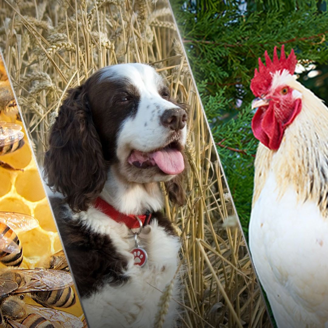 7° CONGRESO DE AUPA - 14 y 15 de diciembre de 2021.
Este congreso se enmarca dentro de la conmemoración por los 25 años del primer congreso desarrollado en 1996. Los esfuerzos por llevarlo a cabo en este contexto particular, busca otorgarle el valor histórico que corresponde y reivindicar nuestro compromiso originario; seguir contribuyendo al fortalecimiento de la producción animal de los países de Latinoamérica y el Caribe.
En esta oportunidad, la Asociación realizará el congreso en modalidad virtual. Para eso, hemos creado una plataforma web (www.aupa2021.com), donde los interesados podrán enviar presentaciones de trabajos científicos, que serán incorporado al sitio, y comprar tickets de ingreso para acceder a todas las exposiciones en vivo, materiales de interés y contenido audiovisual exclusivo.
Más adelante, y a través de este canal, iremos brindando más información.