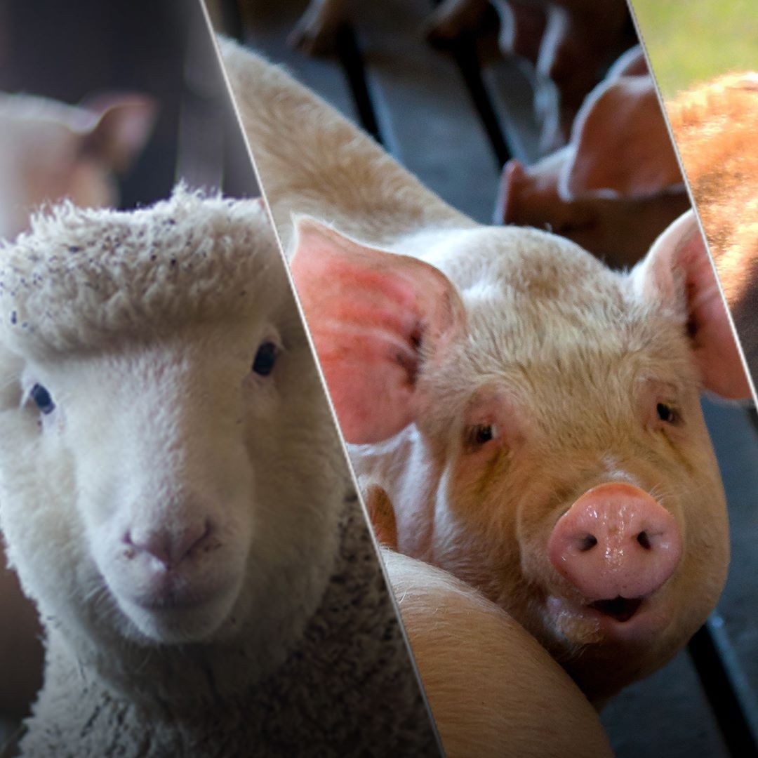 7° CONGRESO DE AUPA - 14 y 15 de diciembre de 2021.
Este congreso se enmarca dentro de la conmemoración por los 25 años del primer congreso desarrollado en 1996. Los esfuerzos por llevarlo a cabo en este contexto particular, busca otorgarle el valor histórico que corresponde y reivindicar nuestro compromiso originario; seguir contribuyendo al fortalecimiento de la producción animal de los países de Latinoamérica y el Caribe.
En esta oportunidad, la Asociación realizará el congreso en modalidad virtual. Para eso, hemos creado una plataforma web (www.aupa2021.com), donde los interesados podrán enviar presentaciones de trabajos científicos, que serán incorporado al sitio, y comprar tickets de ingreso para acceder a todas las exposiciones en vivo, materiales de interés y contenido audiovisual exclusivo.
Más adelante, y a través de este canal, iremos brindando más información.