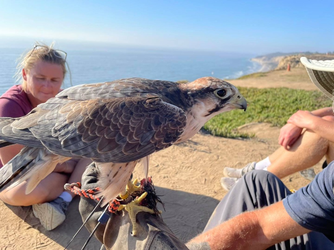 Who is all grown up and ready for a full length experience? Baby Corona is a responsible adult now ( well most of the times 😅) and still super adorable! 😍😍😍
#totalraptorexperience #falconryschool #thingstodoinsandiego #thingstodoinlajolla #lannerfalcon #optoutside🌲 #falconryexperience #sandiego #lajolla #socal #flytorrey