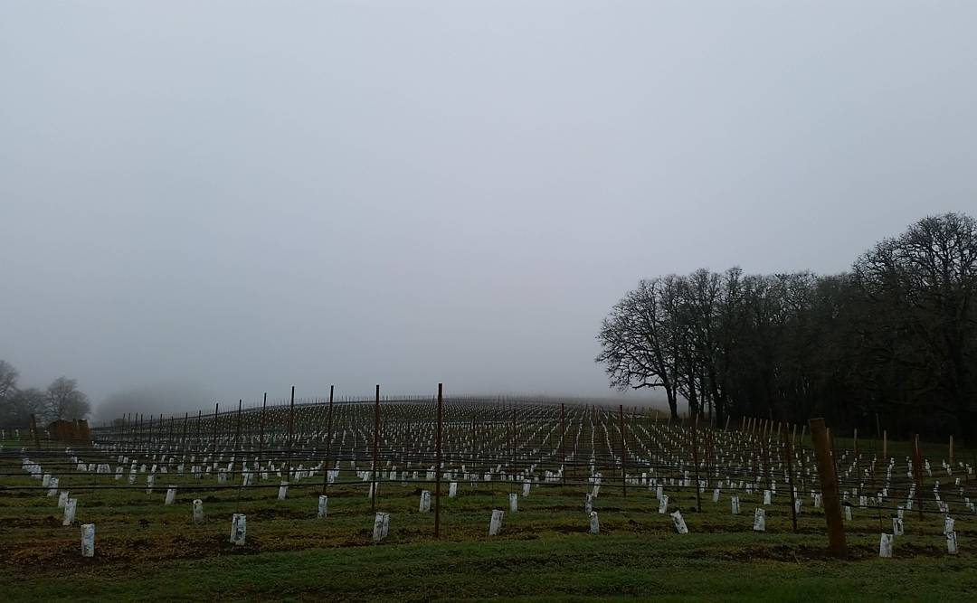 First leaf winter pruning underway