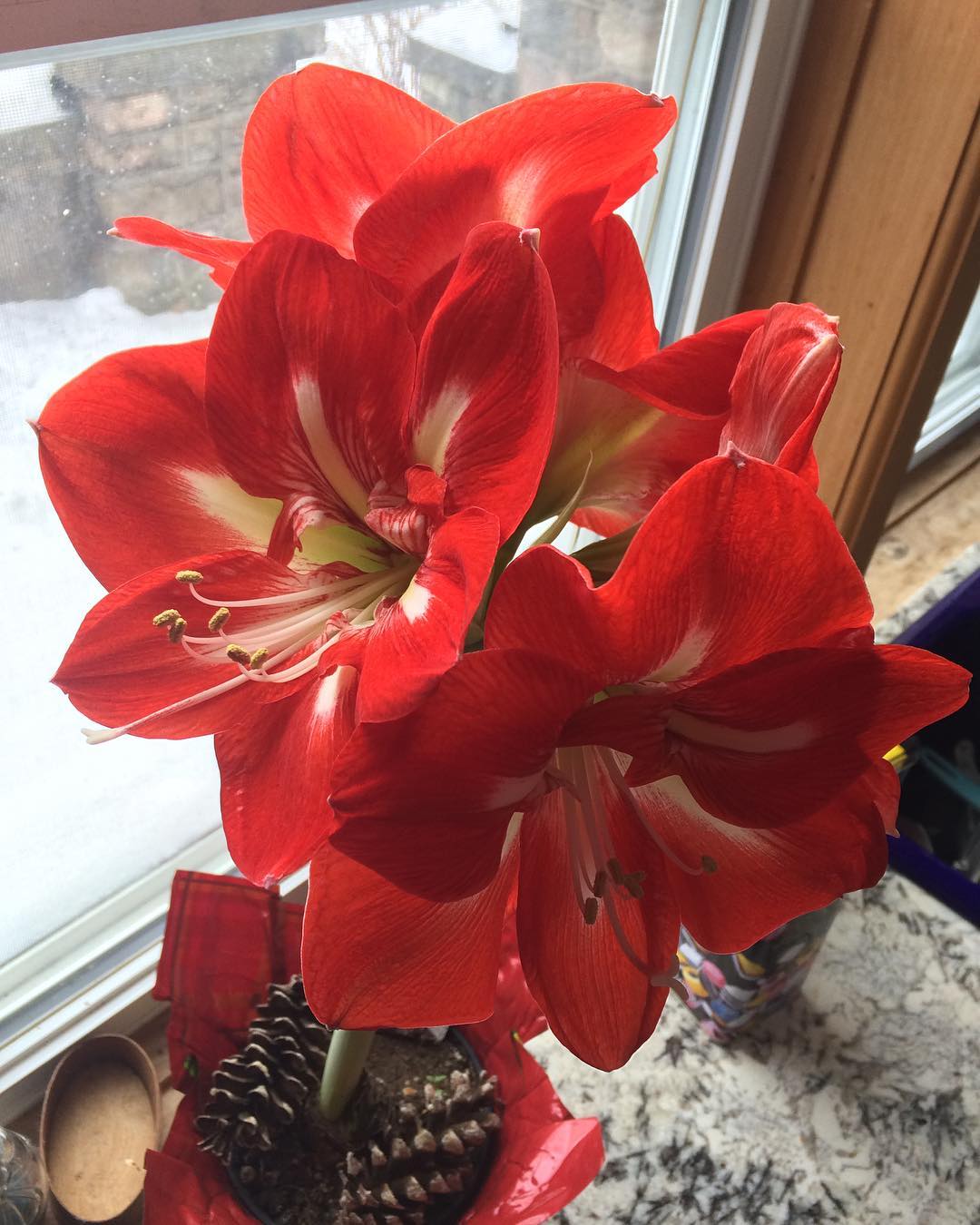 Our Red Red amaryllis at Christmas