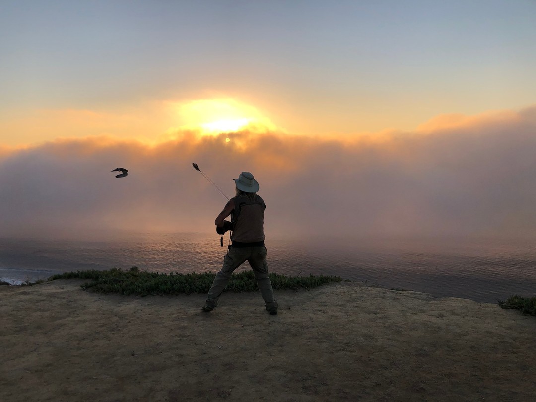 This was such a cool rolling cloud and right at sunset! Thank you Lori for the great shot, and thank you little Reggie-bullet for an amazing sunset lure session.
#falconry #totalraptorexperience #optoutside #lannerfalcon #sandiego #lajolla #nature #thingstodoinsandiego #thingstodoinlajolla