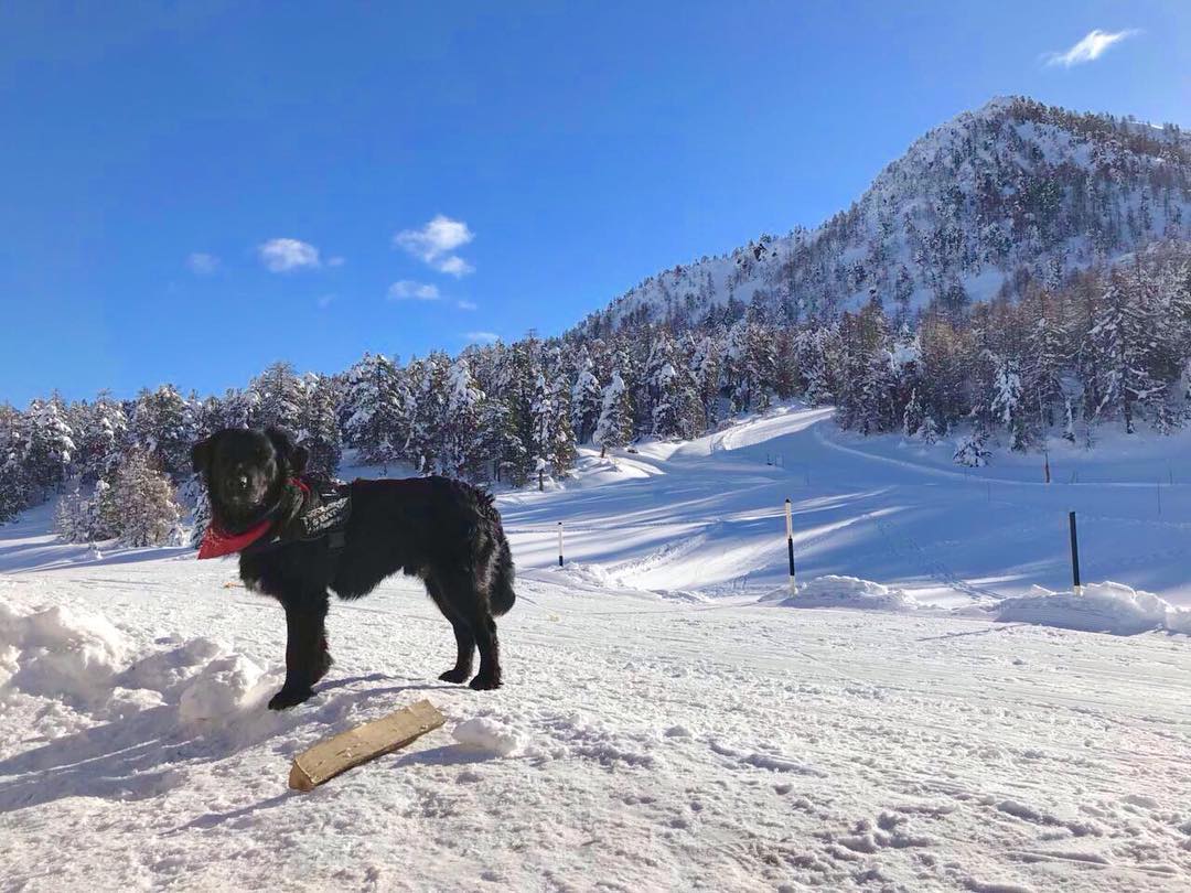 I veri amanti della neve sono già in pista.
Sosta obbligata allo Chalet Monsoleil ❄ 🐶❤ #snowlovers #snowaddicted #amorevero #sunnyday
#Chaletmonsoleil #Claviere
#vialatteasciaresenzaconfini