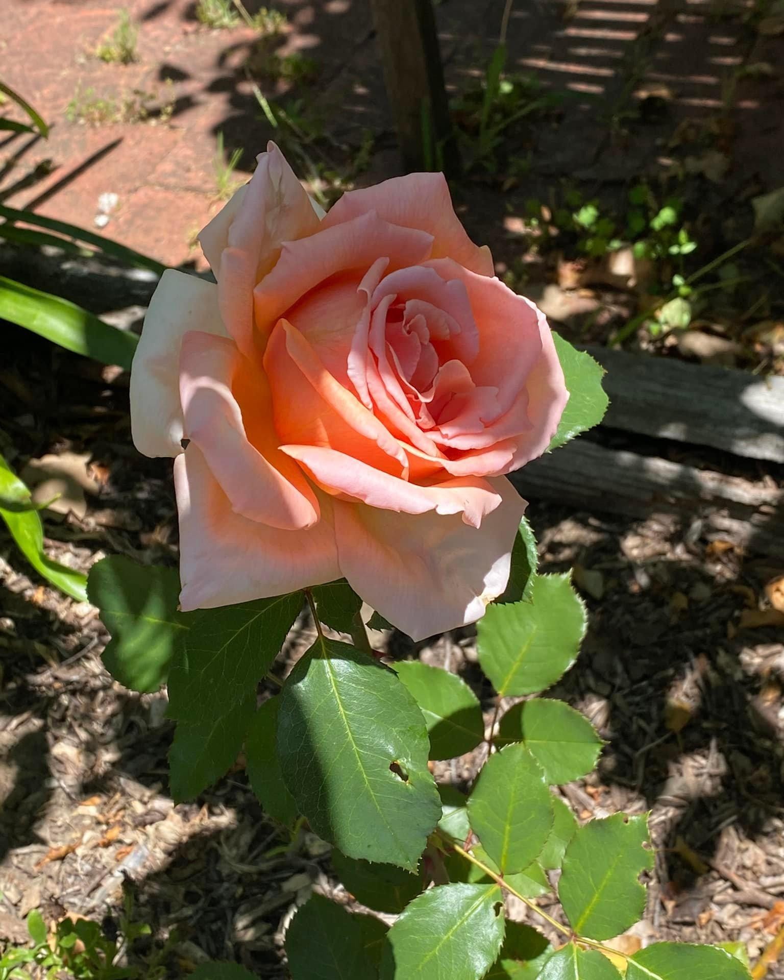 Planted when Dad died 4 years ago - the first decent bloom Judy Peck Barbara Smit