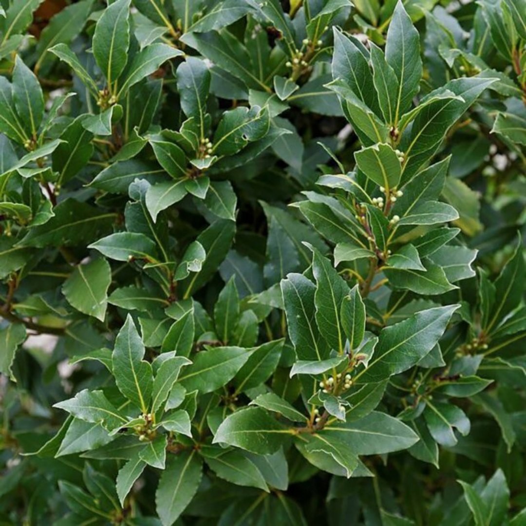 L'essence triomphante
Le laurier noble (nom latin : laurus nobilis) est une plante sacrée utilisé dans de nombreuse anciennes civilisations comme la Grec; la Rome antique ou l'Egypte. Elle est associée au soleil et lorsqu'on la brûle dégage un parfum enivrant.
Son histoire dans le temps :
La couronne de laurier est porté par le dieu Apollon, symbole de lumière (soleil) et triomphe. Il est l'archétype mythologique de la puissance, la sagesse et la virilité. Par la suite cette couronne fût porté par Esculape, dieu de la médecine et fils d'Apollon, aujourd'hui encore on reconnait les nombreuses vertus médicinales du laurier.
En romain le laurier est appelé "laurus" on retrouve le mot "aur" (or) qui pour la tradition est un soleil condensé. D'ailleurs chez les romains le couronne de laurier est donné pour les victorieux qui ont triomphé, elle est d'ailleurs portée par un homme célèbre, César.
Au moyen-âge la couronne de laurier possédant encore ses baies était donné aux savants et médecins diplômés.
Aujourd'hui nous avons gardé le terme baccalauréat ("bacca" = baie et lauréat = laurier) ce qui montre que le laurier porte dans son esprit la dynamique victorieuse de l'individu.
Son esprit :
On associe le laurier à papa. En médecine traditionnel chinoise le père (yang) vectorise la puissance, la force d'aller vers l'extérieur, le soleil, sa capacité d'action. c'est aussi une autorité juste, pour nous permettre de grandir et de s'élevé dans notre axe.
Le laurier noble, par ce qu'elle porte depuis plusieurs siècles, aidera à surmonter ses peurs et à se mettre en avant en développent son ambition et sa volonté d'agir.
Son huile essentielle va permettre à chacun la prise de conscience de sa valeur de fond.
Cette HE est potentiellement allergisante
Diluez l'huile dans un 1er temps à 20% et plus si nécessaire.
Interdit chez la femme enceinte
#keikoshiatsu #shiatsulyon #bienetrelyon #doinlyon #aromatherapielyon #massagelyon #santenaturelle #huileessentielles #energetiquechinoise #medecinechinoise #acupression #developpementpersonnel #sérénité #psychologiepositive #moonclublyon #formationaromatherapie #holistique #soinénergétiquelyon #santemental #lauriernoble