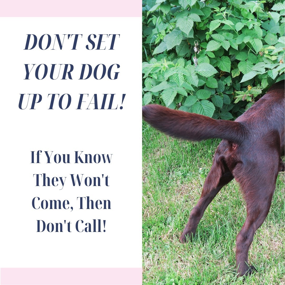 Does your dog really know their recall cue? Do they come 99% of the time?
Be careful not to dilute your recall cue. How we dilute cues is by overusing them without getting the desired response we have trained or want them to do... So in other words don't set your dog up to fail if you know they aren't going to listen and come back.
To help you get a really reliable recall why not join our next course.
https://ladypeasdogs.mykajabi.com/offers/GuoAr4rN
Our recall courses are all done online. We have found that you and your dog learn better and quicker at home without the distractions of myself and other dogs!! Just remember you wouldn't try and teach a child Algebra on a roller coaster, so why teach your dog in an exciting environment!! Let's make it easy for them and you to get success...
www.ladypeasdogs.co.uk
#dogs #dog #recall #reliablerecall #ladypeasdogs #dogtraining #onlinedogtrainer #toptips #dogtrainingtoptips