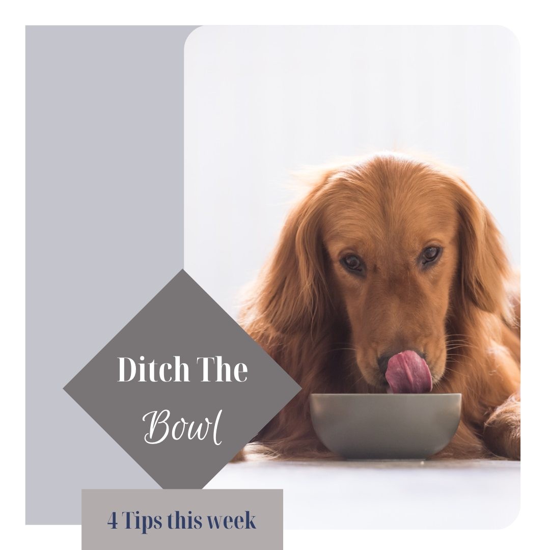 How do you feed your dog? Is it through a bowl or do you use other methods?
Did you know by just changing the way you feed your dog could help them be calmer, happier, less likely to chew and more content.
This happens because we make our dogs think about how they need to get the food instead of it being just there in a bowl.
This week we are going to give you tips and suggestions to help you ditch the bowl.
For more help please contact us at www.ladypeasdogs.co.uk or if you wish to purchase any interactive feeders then please check out our shop at www.thedogshopbyladypeas.co.uk
#dog #dogs #toptips #dogtraining #sniffari #sniffing #ladypeasdogs #thedogshopbyladypeas #KONG #interactivetoys #ditchthebowl