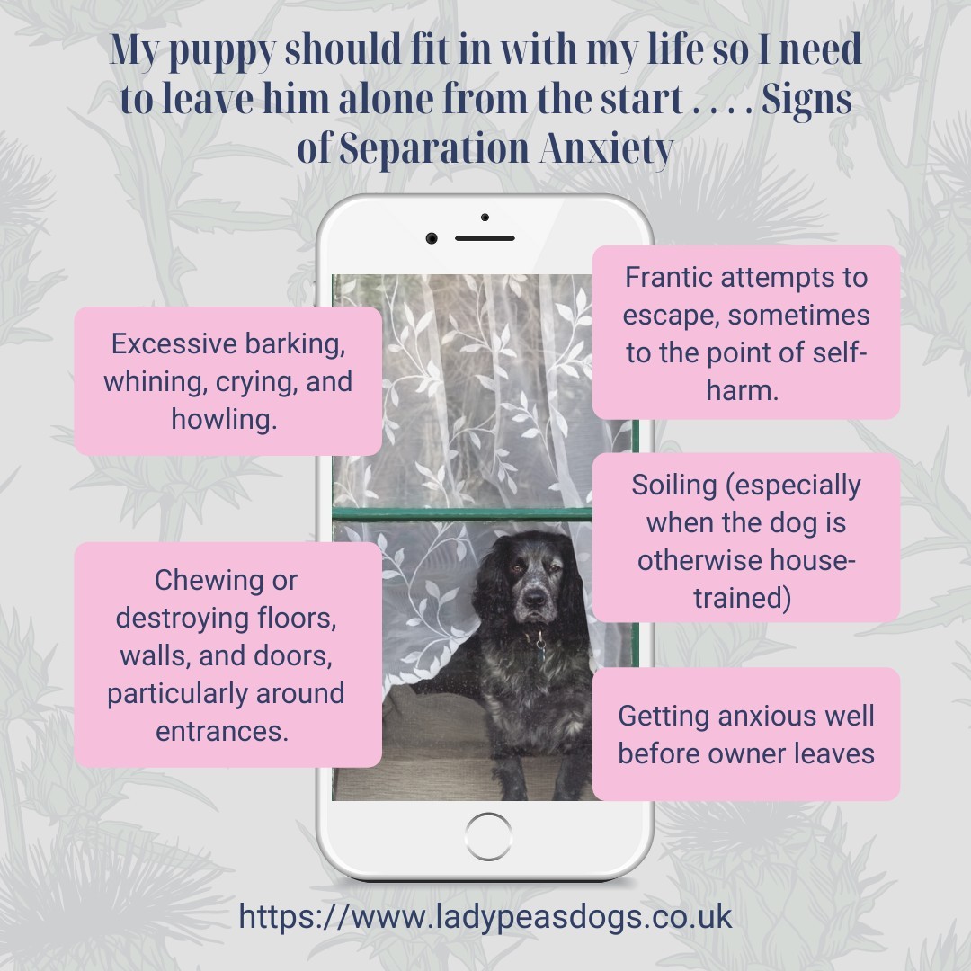 Have you got a new puppy? This week we have covered useful hints and tips to help you with your new puppy set yourselves up for success.
For more helpful tips why not download our FREE Puppy Socialisation guide www.ladypeasdogs.co.uk/e-books
#puppy #puppylove #puppies #PuppyLife #dailytips #dogs #dogtrainingtips #ladypeasdogs #dogtraining101 #FREE #FreeDownload