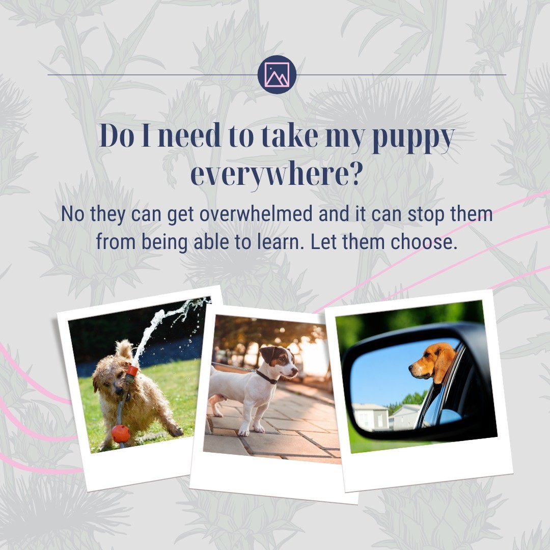 Have you got a new puppy? Watch out this week for our useful hints and tips to help you with your new puppy.
For more helpful tips why not download our FREE Puppy Socialisation guide www.ladypeasdogs.co.uk/e-books
#puppy #puppylove #puppies #PuppyLife #dailytips #dogs #dogtrainingtips #ladypeasdogs #dogtraining101 #FREE #FreeDownload