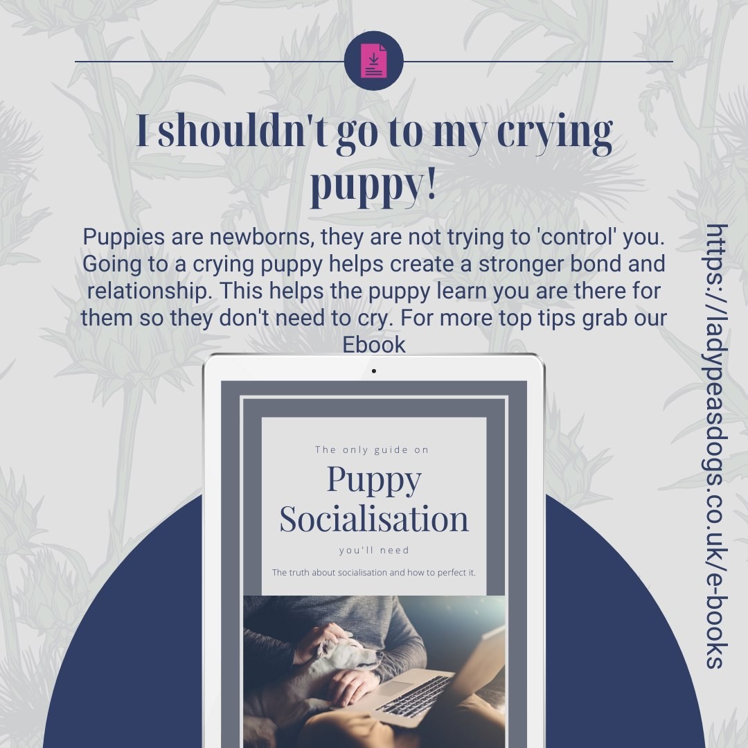 Are you struggling with your new puppy? Is your puppy crying at night? Or when you leave the room? This week we are giving you useful hints and tips to help you with your new puppy.
For more helpful tips why not download our FREE Puppy Socialisation guide www.ladypeasdogs.co.uk/e-books
#puppy #puppylove #puppies #PuppyLife #dailytips #dogs #dogtrainingtips #ladypeasdogs #dogtraining101 #FREE #FreeDownload