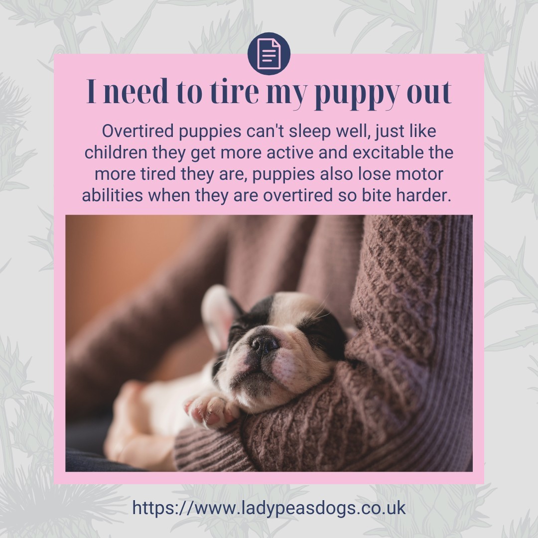 Do you think you need to tire out your puppy? Do you work from home and your puppy is playing all day? Or is your puppy sleeping all day and then constantly wanting to play at night?
This week we are giving you useful hints and tips to help you with your new puppy.
For more helpful tips and suggestions download our FREE Puppy Socialisation guide www.ladypeasdogs.co.uk/e-books
#puppy #puppylove #puppies #PuppyLife #dailytips #dogs #dogtrainingtips #ladypeasdogs #dogtraining101 #FREE #FreeDownload