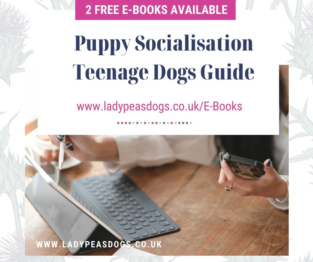 Have you downloaded your FREE E-Book?
Is your dog 2 years or under? If so then we have the perfect FREE gift for you to help with any problems, questions or myths you have hear!
To download your free e-books please go to https://www.ladypeasdogs.co.uk/E-Books
#Free #eBook #dogtraining #dogtrainer #ladypeasdogs #puppy #puppies #dog #dogs #dogtraining101 #toptips #mythbuster