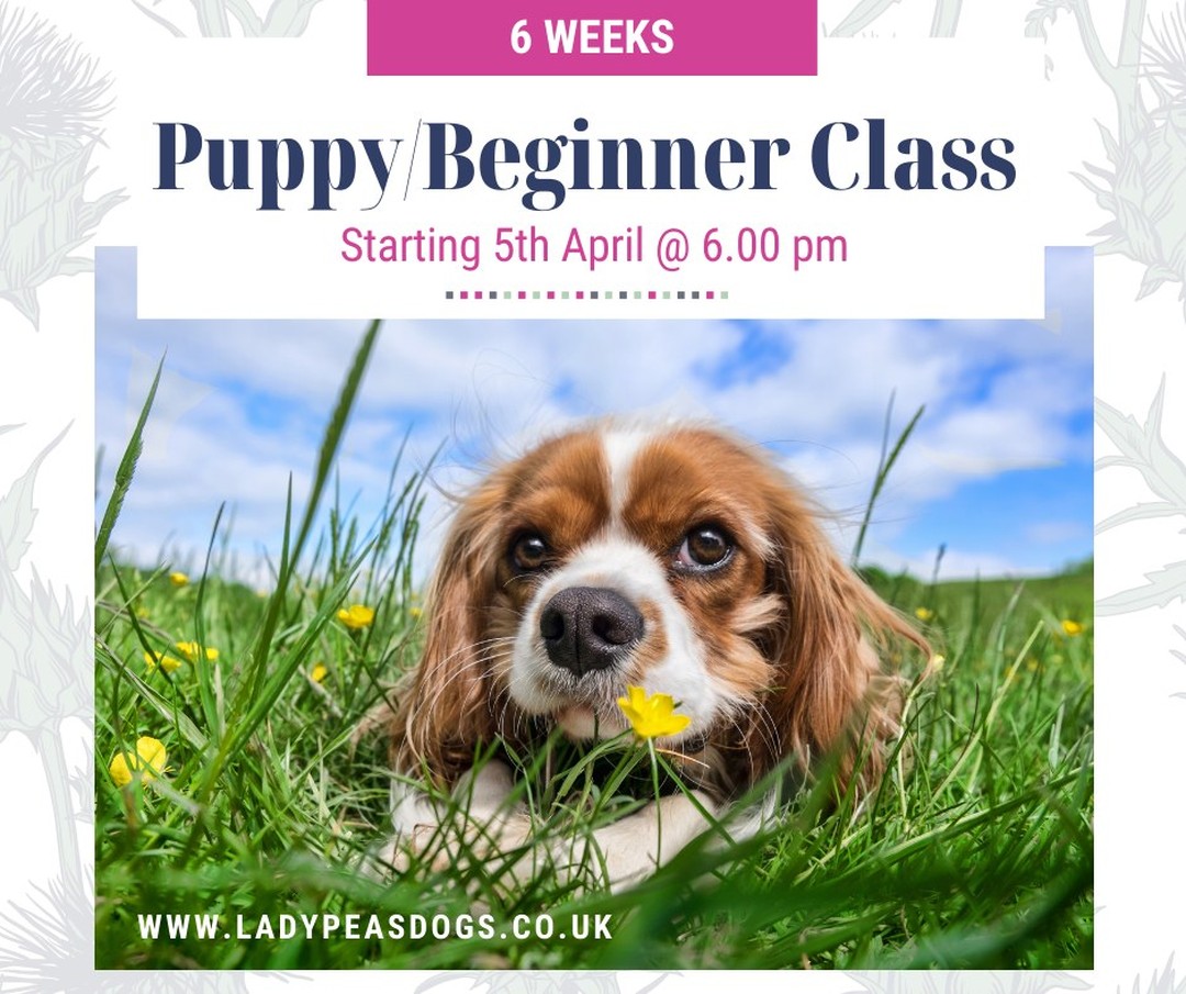New Puppy Classes starting on the 5th April. A 6 weeks course is available for £70 and we start to teach you and your puppy how to do sits, lie down, loose lead, drop, recall and much more.
Limited spaces. To book please go to https://www.ladypeasdogs.co.uk/offers/eAvbMkvW
#puppy #puppies #dog #dogs #dogclass #puppyclass #puppyclasses #ladypeasdogs #dogtrainer #dogtraining