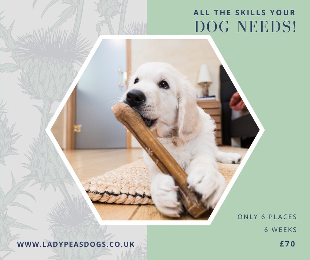New Puppy Classes starting 5th April @6.00pm. Our live online classes last for 6 weeks and provide your puppies all the skills they need to set them up for a good start in life.
Don't miss out as spaces are limited.
https://www.ladypeasdogs.co.uk/offers/eAvbMkvW/checkout
#dogs #puppy #puppyclasses #dogtraining #ladypeasdogs #teenagedogs #lincolnshiredogtraining