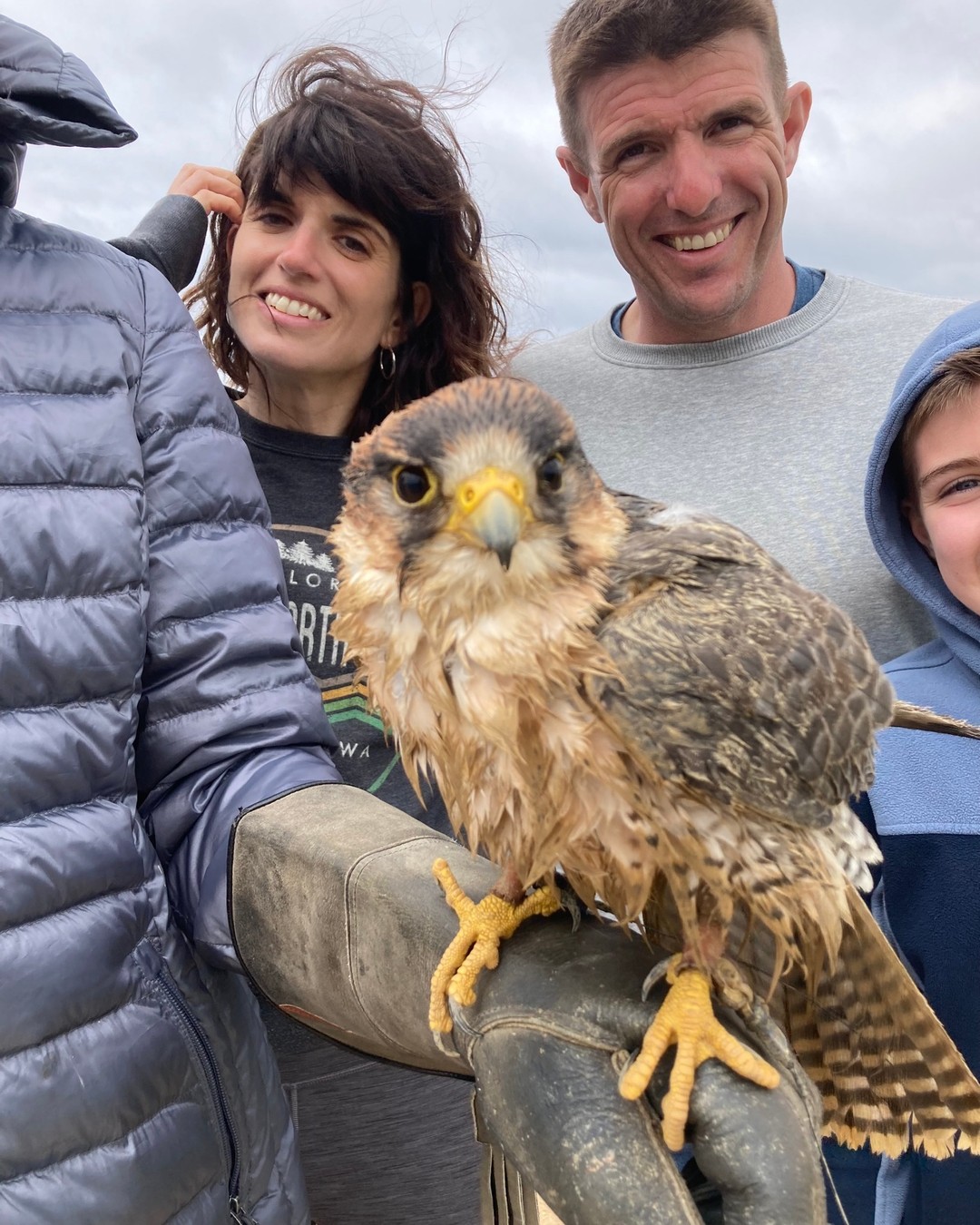 ..and some days are clearly spa days...😎🦅
#totalraptorexperience #parahawking #falconryschool #sandiego #lajolla #lannerfalcon