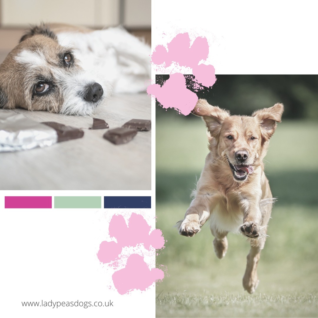 Are you worried about your dog finding leftover easter eggs? Could you call your dog back if they did find Chocolate?
Did you know that if you had to take your dog to the vets, because they ate chocolate that visit would cost you more than £100!
So why not spend that money on a 3 week course training a really reliable recall!
As a special Easter Promotion, we are offering this amazing 3 weeks course which is normally £70 for ONLY £45.
Limited Spaces.
Click on the link to register https://www.ladypeasdogs.co.uk/offers/tiYNzu9z
#dogtraining #dogtrainer #reliablerecall #onlinetraining #ladypeasdogs #easteroffer #easterpromotion #dogs #dog #puppy #recall #easterdog