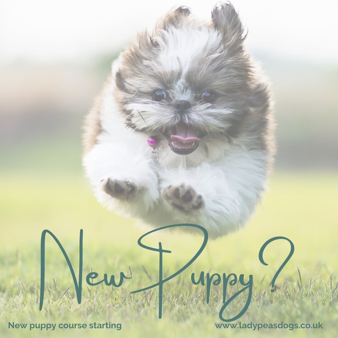 Have you got a new puppy? Or are you just looking to do some training with your dog? If so then we have the perfect course for you both.
Our new online puppy/beginners 6 weeks course is starting again on 24th May @6.00pm. This amazing course is only £70. You will receive access to an online platform where you can rewatch the live sessions, get handouts, videos and any other help. To get booked please click on the bio
https://www.ladypeasdogs.co.uk/offers/eAvbMkvW
#dog #dogs #puppy #puppies #puppylife #dogtraining #puppyclasses #ladypeasdogs #onlinetrainer