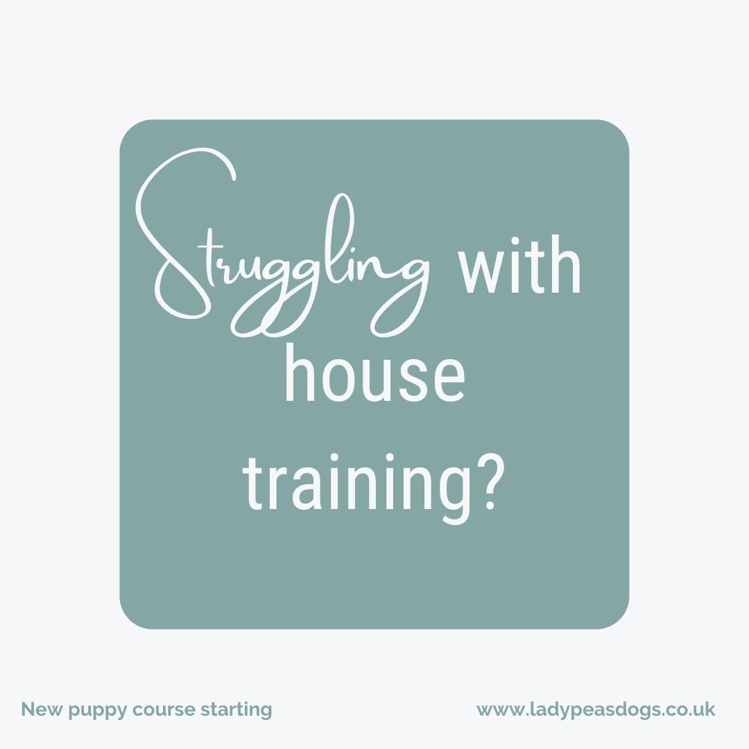 Are you struggling with house training? Or is your puppy always over excited and keeps nipping you? If so then we have the perfect course for you both. Our new online puppy/beginners 6 weeks course is starting again on 24th May @6.00pm. This amazing course is only £70. You will receive access to an online platform where you can rewatch the live sessions, get handouts, videos and any other help. To get booked please click:
https://www.ladypeasdogs.co.uk/offers/eAvbMkvW
#dog #dogs #puppy #puppies #puppylife #dogtraining #puppyclasses #ladypeasdogs #onlinetrainer