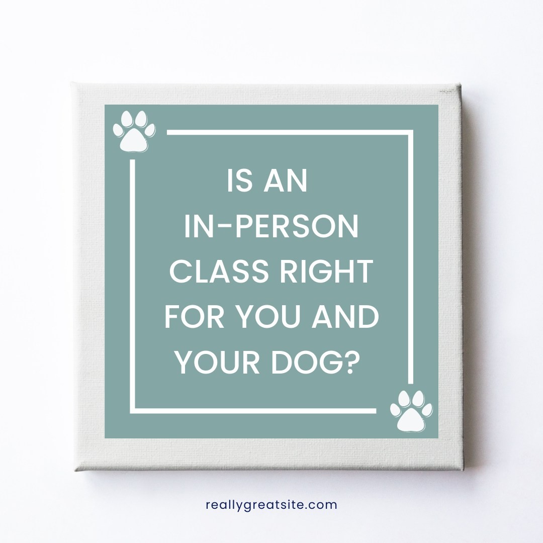 Before you decide what type of class and trainer you would like to join. Ask to go and watch an in-person class first?
Before making your final decision ask yourself these questions:
1. Is the environment right for you and your dog?
2. Do you think your dog will be able to learn in that setting?
3. Will your dog get too distracted by all the other
dogs?
4. Is the way it's taught right how you learn?
5. Do you like the trainer and their style of teaching?
6. What supporting material will you receive after each class?
All of these questions are important to help you make the right choice.
Please feel free to get in contact to see how we teach online and what benefits it has for you and your dog.
Or if you would like to join our online puppy class starting on the 24th of May at 6.00pm for only £70.
https://www.ladypeasdogs.co.uk/offers/eAvbMkvW
#dog #dogs #puppy #puppies #puppylife #dogtraining #puppyclasses #ladypeasdogs #onlinedogtrainer