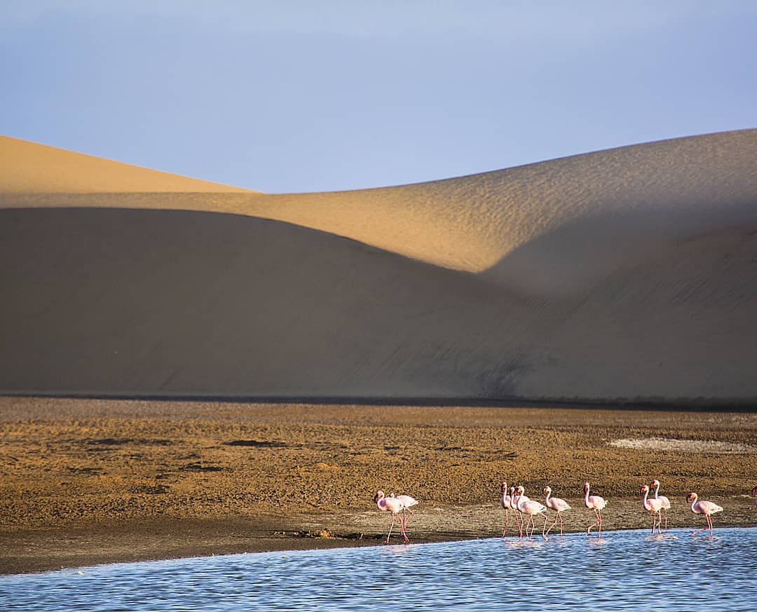 Sand dunes and flamingos
Surely one of Africa’s greatest shows is when large flocks of flamingos gather on the saltpans and wetlands of Namibia. Both species of African flamingos can be seen here, namely the lesser and greater flamingo. Lesser flamingos are generally smaller and brighter pink than their counterparts, while greater flamingos are known to gather in flocks of up to 50 000 at shallow lakes, salt pans, lagoons, estuaries and sandy beaches. It’s estimated that some 80% of southern Africa’s flamingos spend time in Namibia during their intra-African migrations, so this is surely one of the best places in the world to see them.
