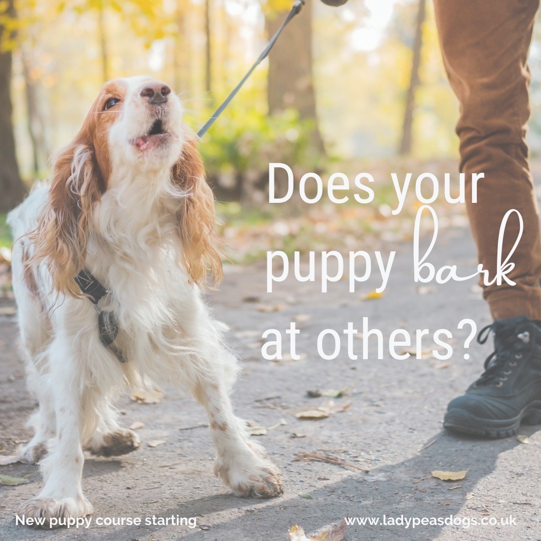 Does your dog bark at other dogs or lunges to get to them? If this is the case then an in-person group class isn't the right place for you and your dog. Why not train online instead. We will teach you all the skills an in-person class will as well as other important everyday life skills you and your dog will need. You will see instant results from the comfort of your own home.
Please feel free to get in contact to see how we teach online and what benefits it has for you and your dog.
Or if you would like to join our online puppy class starting on the 24th of May at 6.00pm for only £70.
https://www.ladypeasdogs.co.uk/offers/eAvbMkvW
#dog #dogs #puppy #puppies #puppylife #dogtraining #puppyclasses #ladypeasdogs #onlinedogtrainer