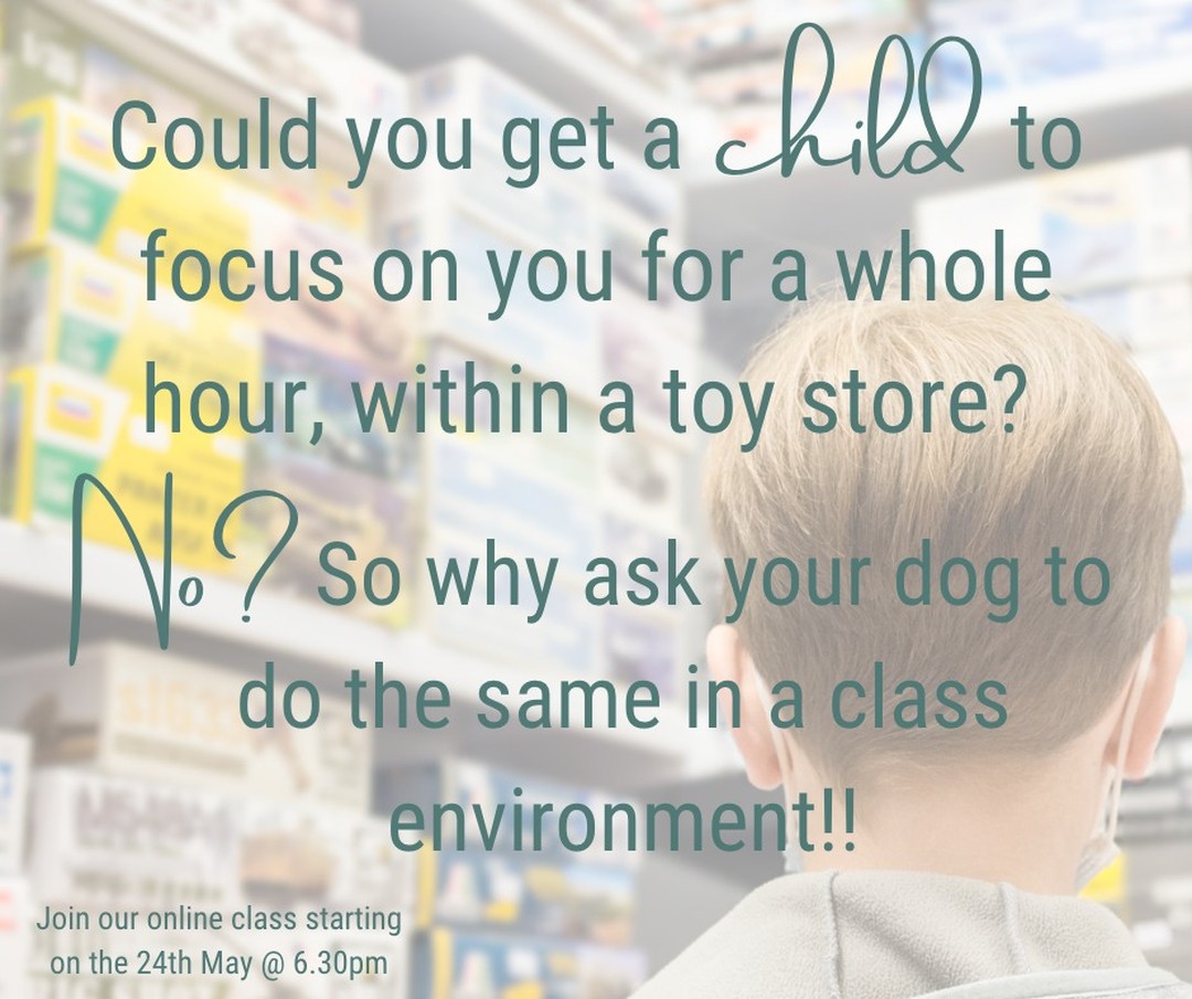 We ask so much from our pups that we wouldn't necessarily ask from our children.
Join our next online 6 week class starting 24th May at 6.00pm for just £70. e your puppy will learn quicker and faster.
You will be given access to our online portal where you can rewatch all the live lessons and extra videos, handouts and guides.
You will be given access to our online portal where you can rewatch all the live lessons as well as extra videos, handouts and guides.
To get booked on click
https://www.ladypeasdogs.co.uk/offers/eAvbMkvW
#dog #dogs #puppy #puppies #puppylife #puppyclasses #ladypeasdogs #onlinetrainer #dogtrainer #dogtraining #dogtrainingnearme