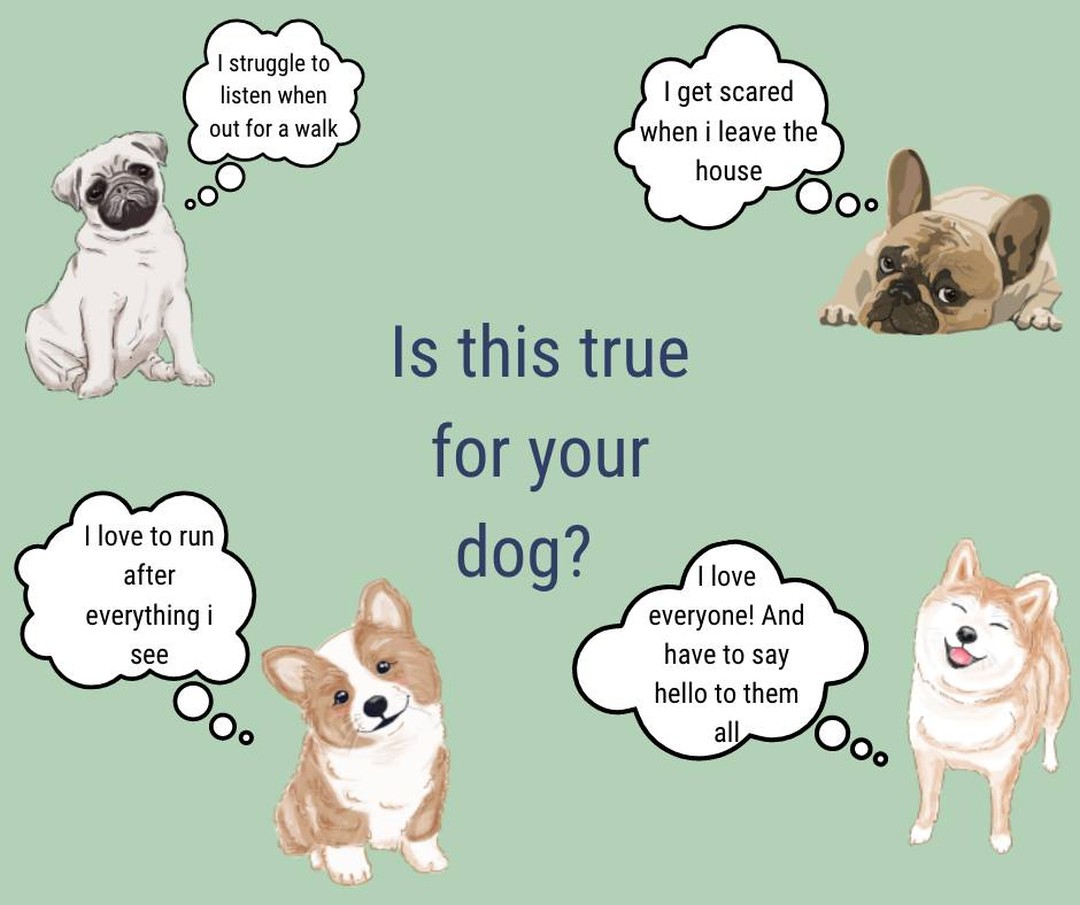 Has your puppy not had all their jabs? or do they struggle to listen to you when out on walks, or do you struggle to hear in noise locations or if people aren't facing you when they are talking?
If any of these questions are true then training online is the best place for you and your dog.
Join our next online 6-week class starting 24th May at 6.00pm for just £70. e your puppy will learn quicker and faster.
You will be given access to our online portal where you can rewatch all the live lessons and extra videos, handouts and guides.
You will be given access to our online portal where you can rewatch all the live lessons and extra videos, handouts and guides.
To get booked on click
https://www.ladypeasdogs.co.uk/offers/eAvbMkvW
#dog #dogs #puppy #puppies #puppylife #puppyclasses #ladypeasdogs #onlinetrainer #dogtrainer #dogtraining #dogtrainingnearme