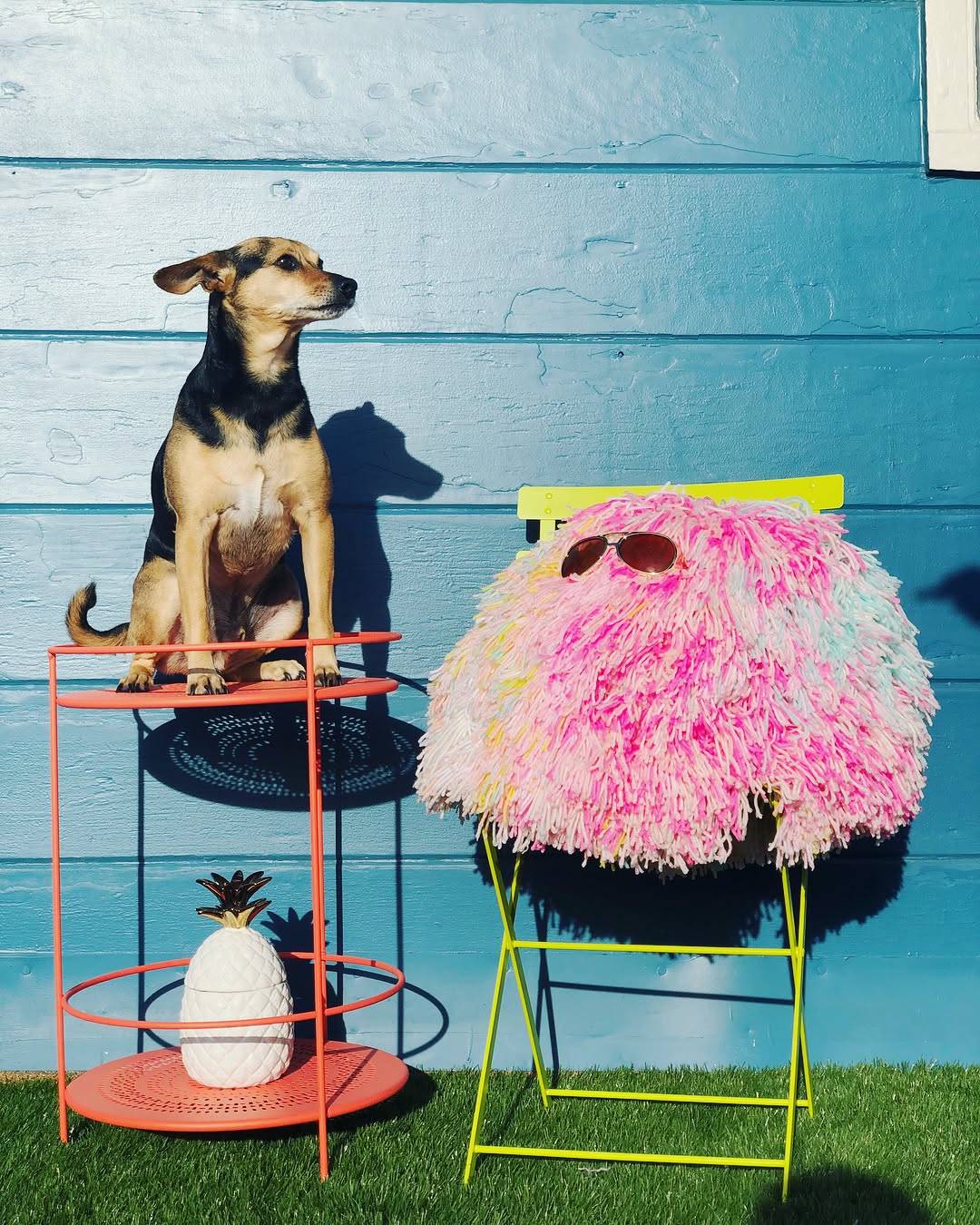 One of these guys has not started shedding that winter layer.... #giantpompom #pompom #pineapple
