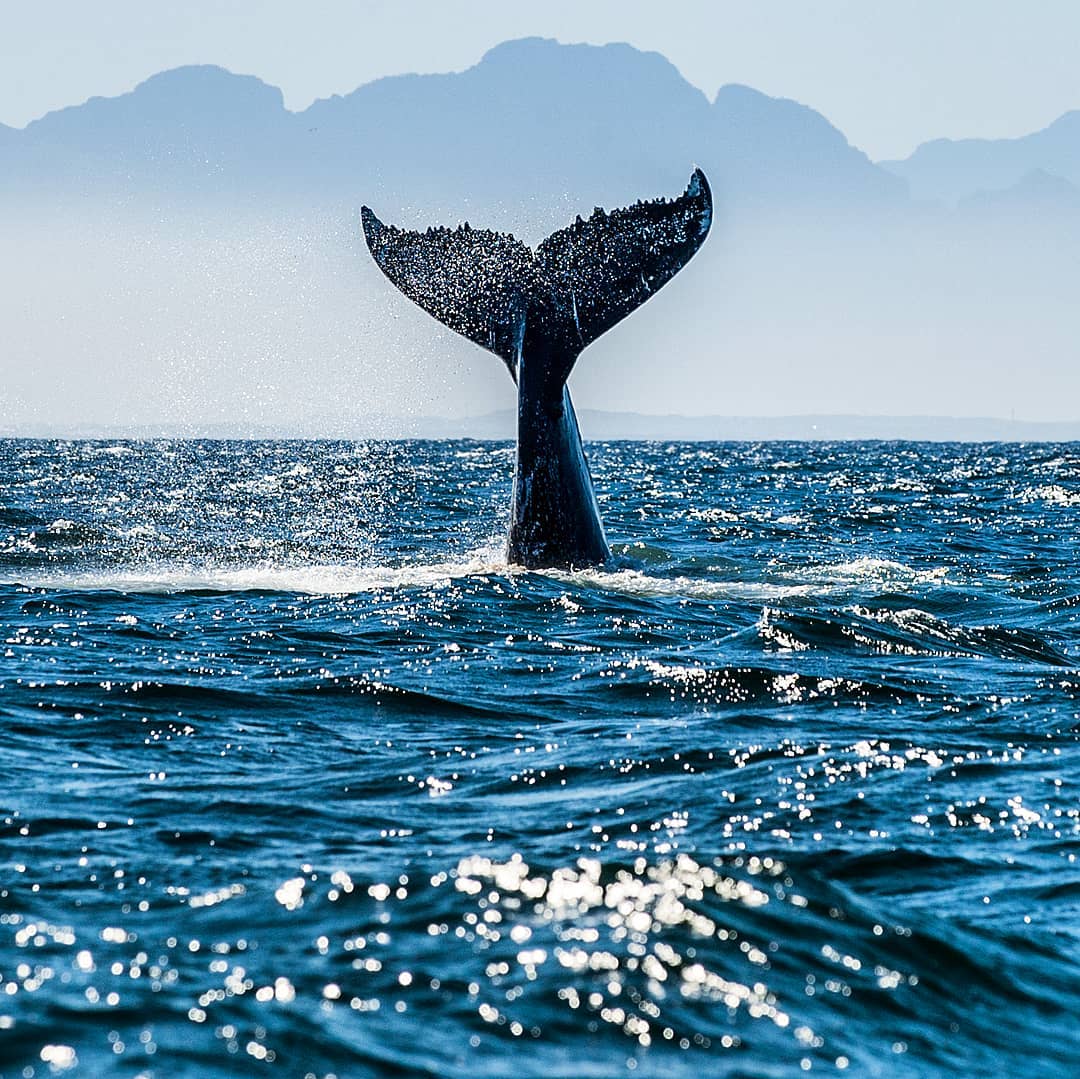 Cape Town - South Africa
The Western Cape in South Africa has some of the best whale watching anywhere in the world. The whales migrate annually from Antarctica to the coast around Cape Town to calve their offspring. They usually arrive in June and stay until November often giving spectacular shows to spectators on the beaches up and down the coast.