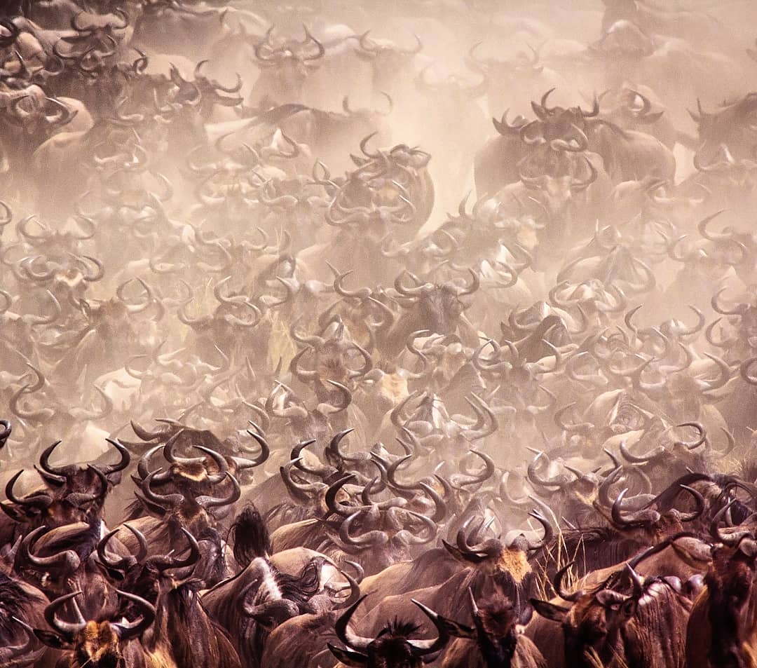 The Great Wildebeest Migration in the Serengeti is the largest single movement of wild animals in the world, deservedly listed as one of its eight Natural Wonders. Around 1.5 million wildebeests, with hundreds of thousands of zebras, elands, gazelles along with a trailing retinue of predators, leave their calving grounds in southern Serengeti, around March and April, heading for the next water source.