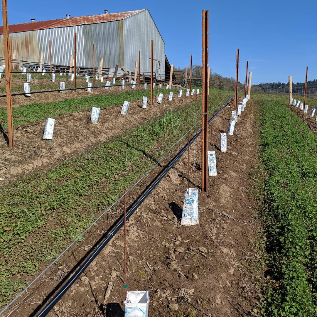 Beautiful morning to be pruning